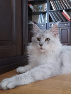 Shaded Maine coon male