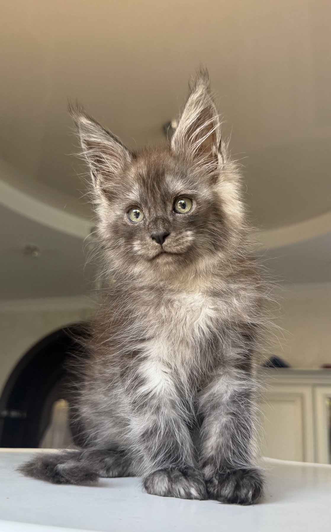 black smoke maine coon male Freyr