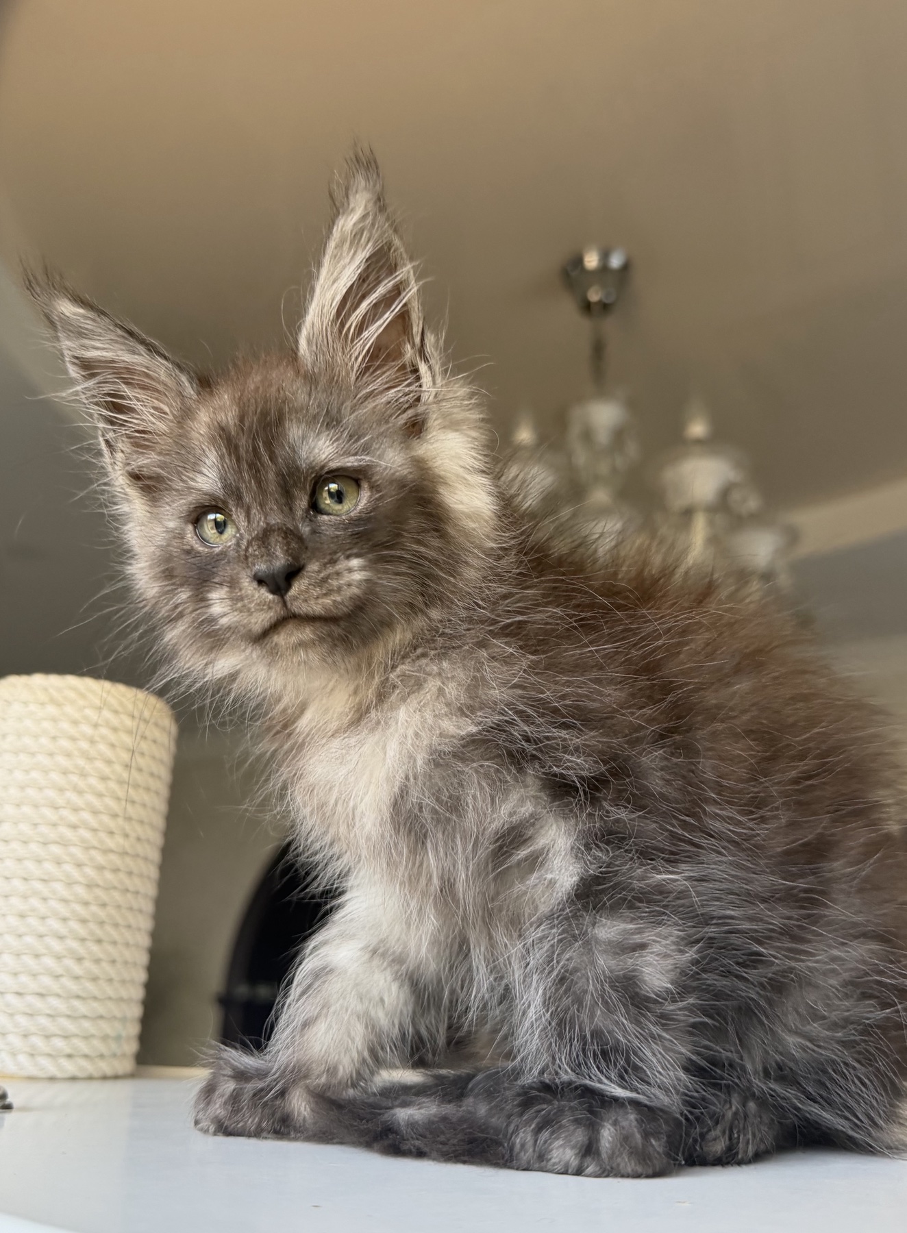 maine coon black smoke Freyr