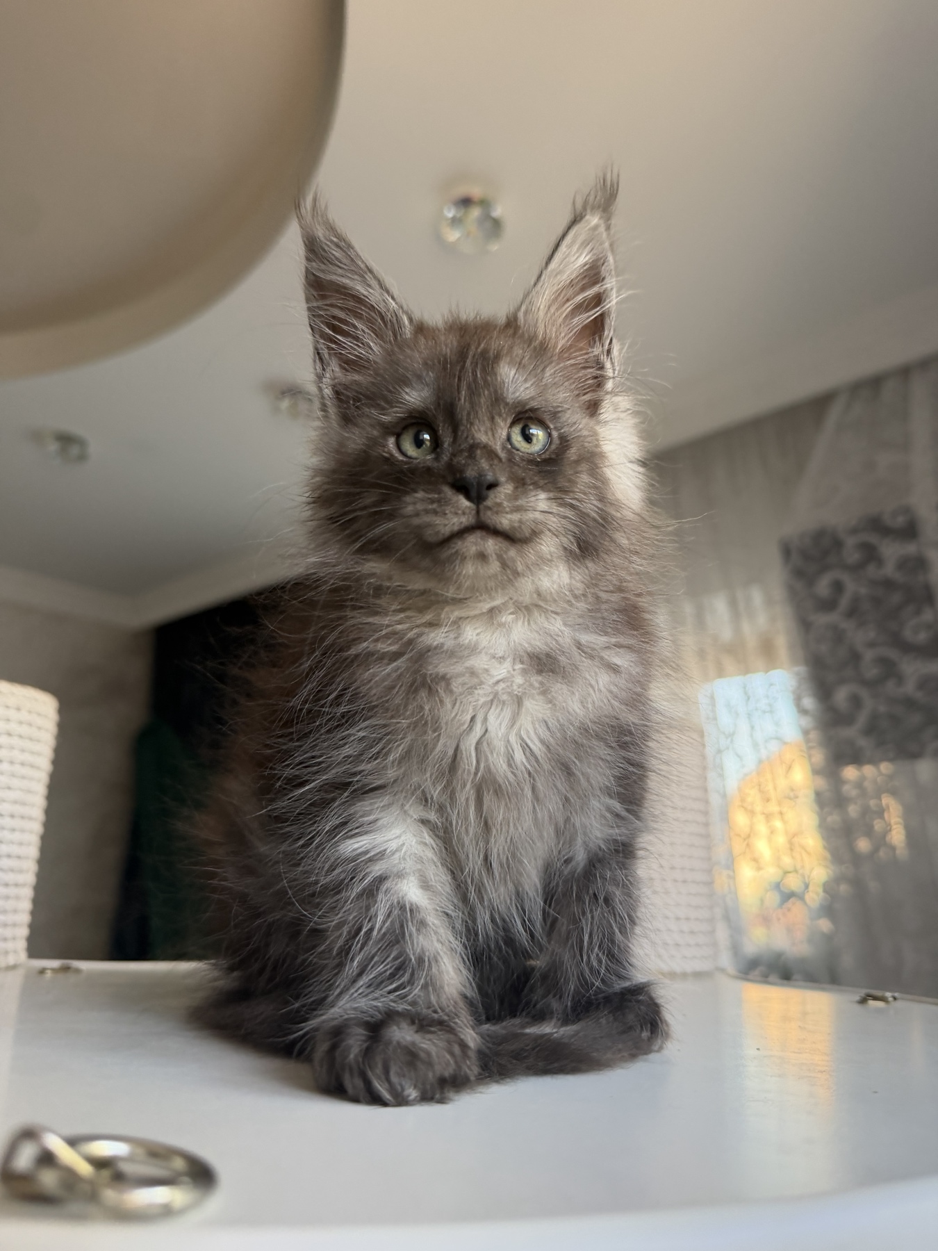 black smoke maine coon male
