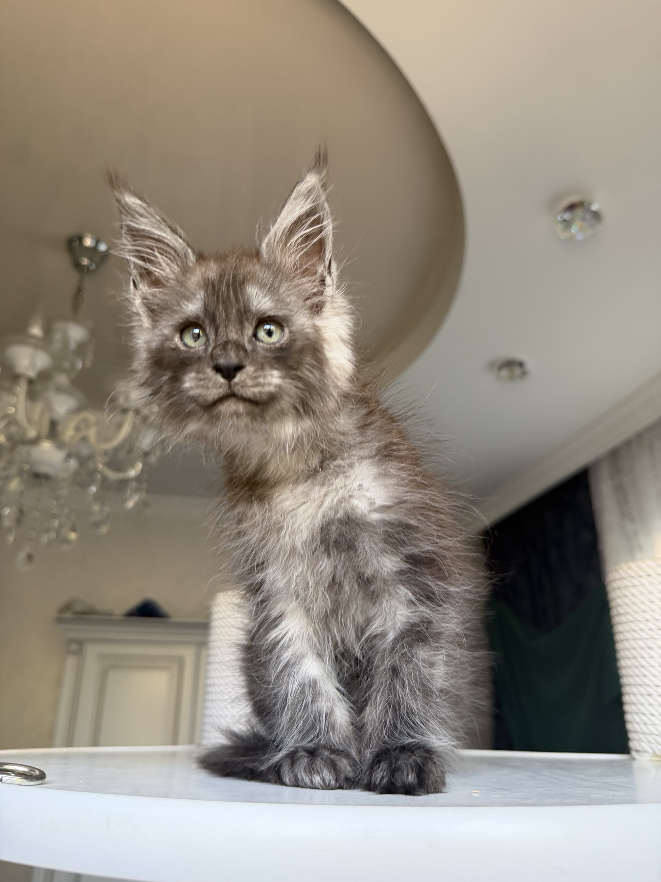 maine coon male black smoke