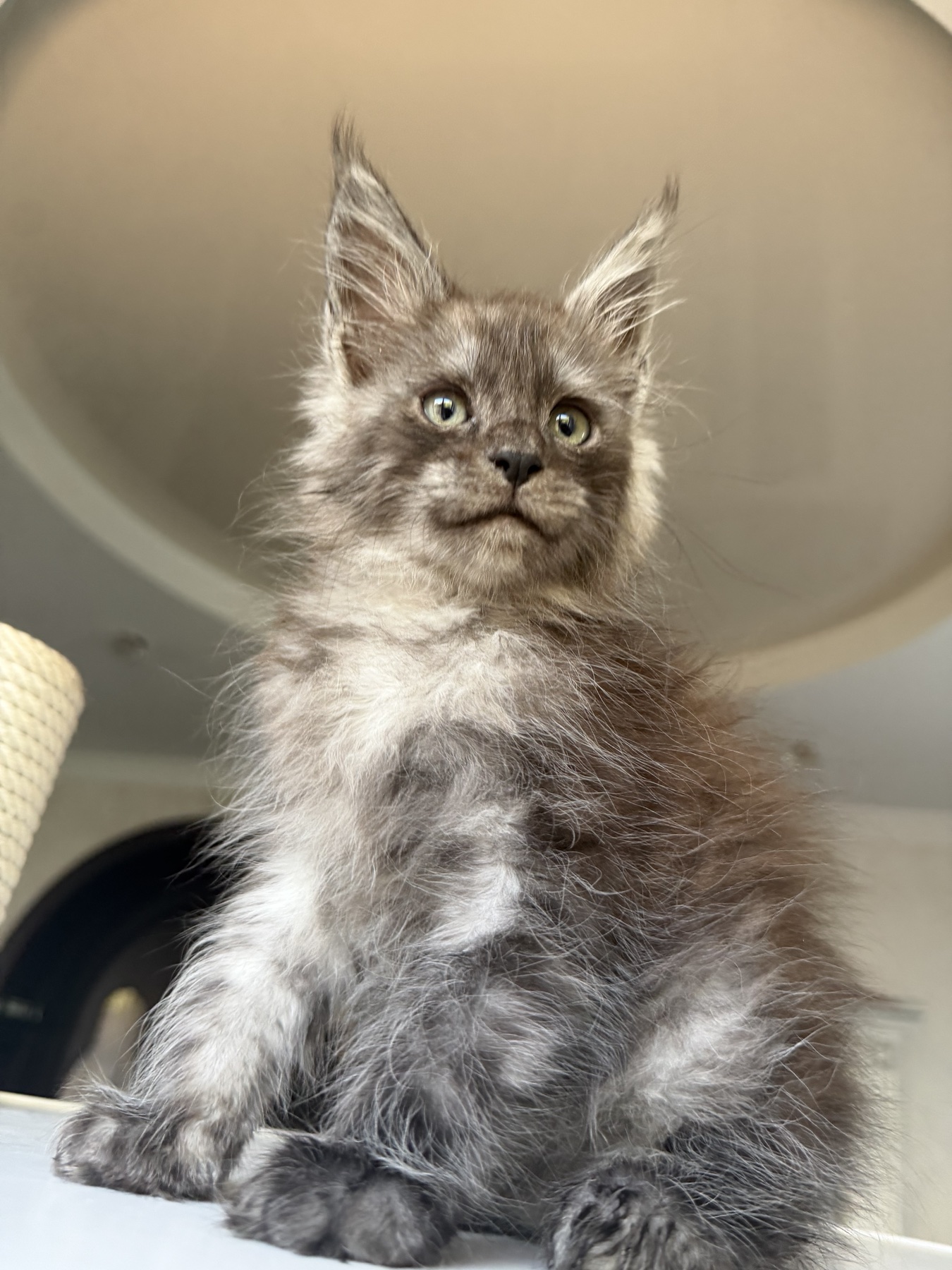 Maine coon Kingcoon Felice Freyr
