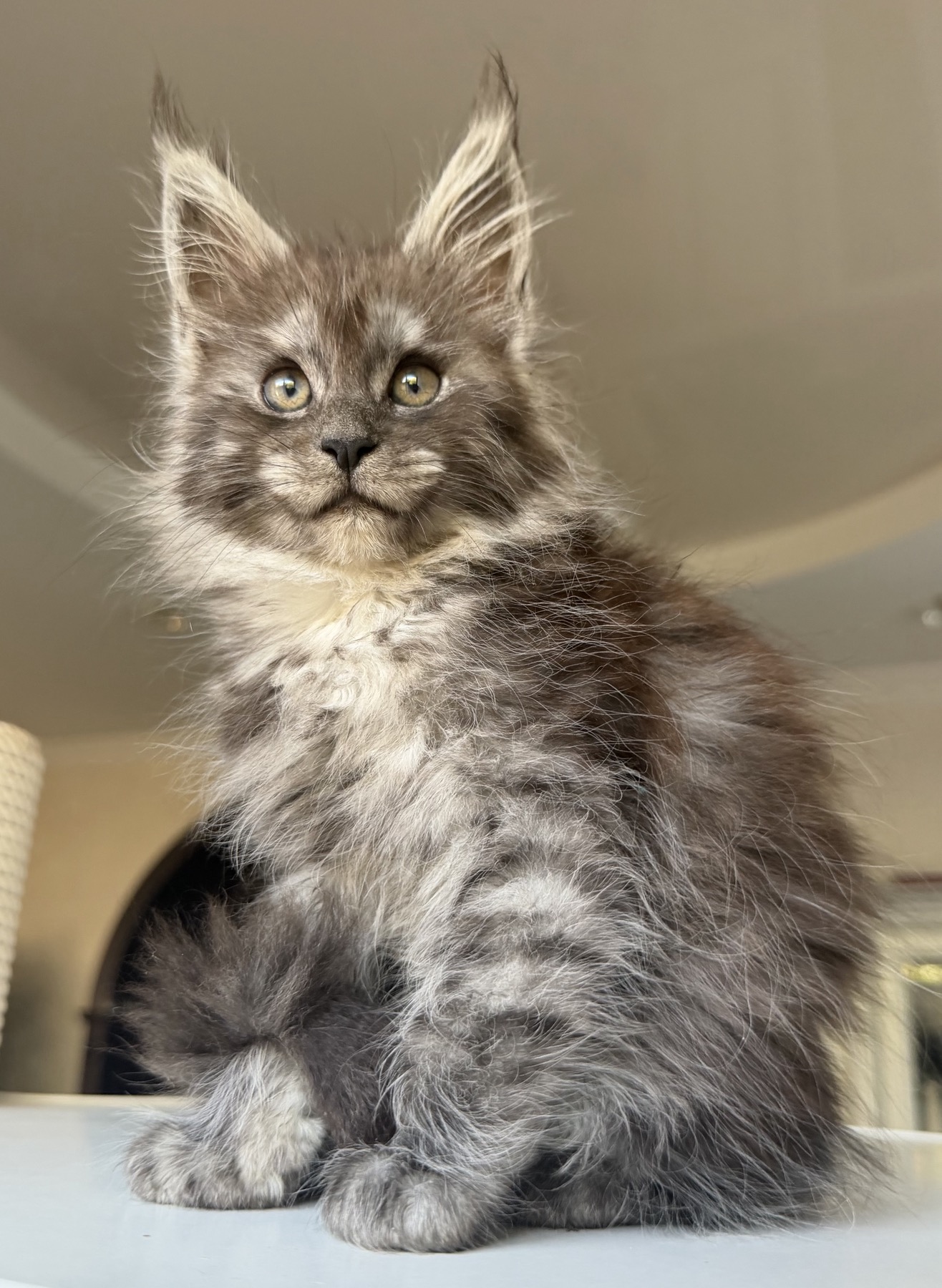 maine coon kitten black smoke 