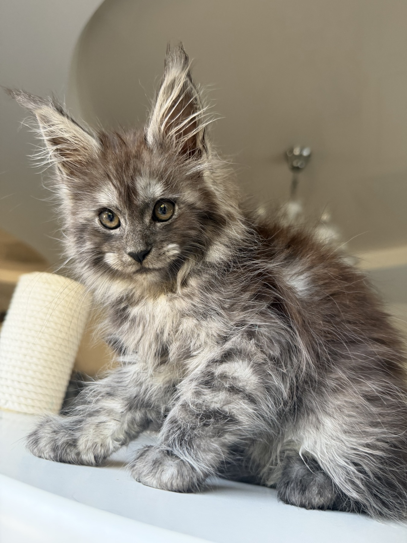 Black smoke maine coon kitten Ferrara