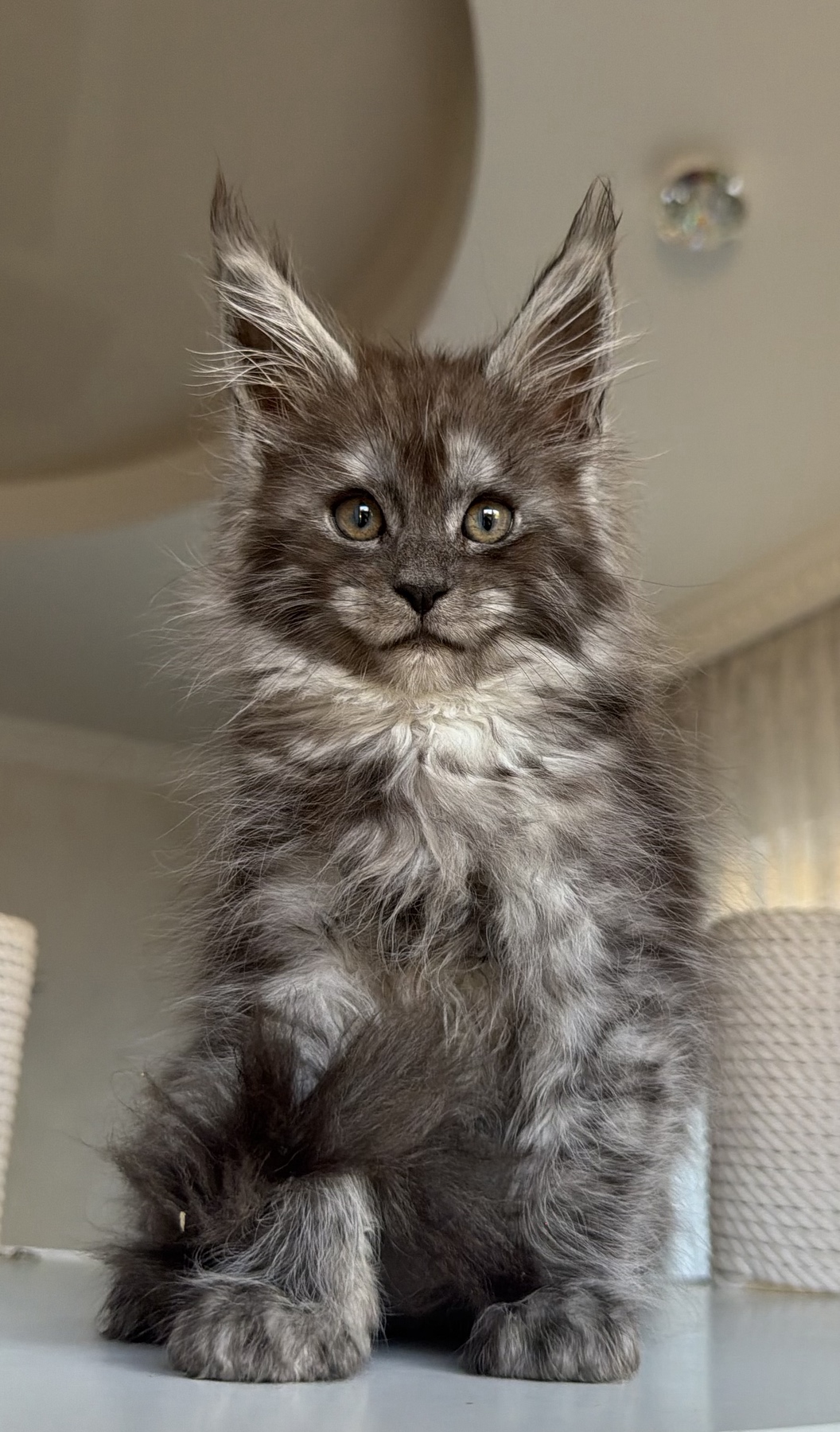 Blue smoke maine coon kittene Felice