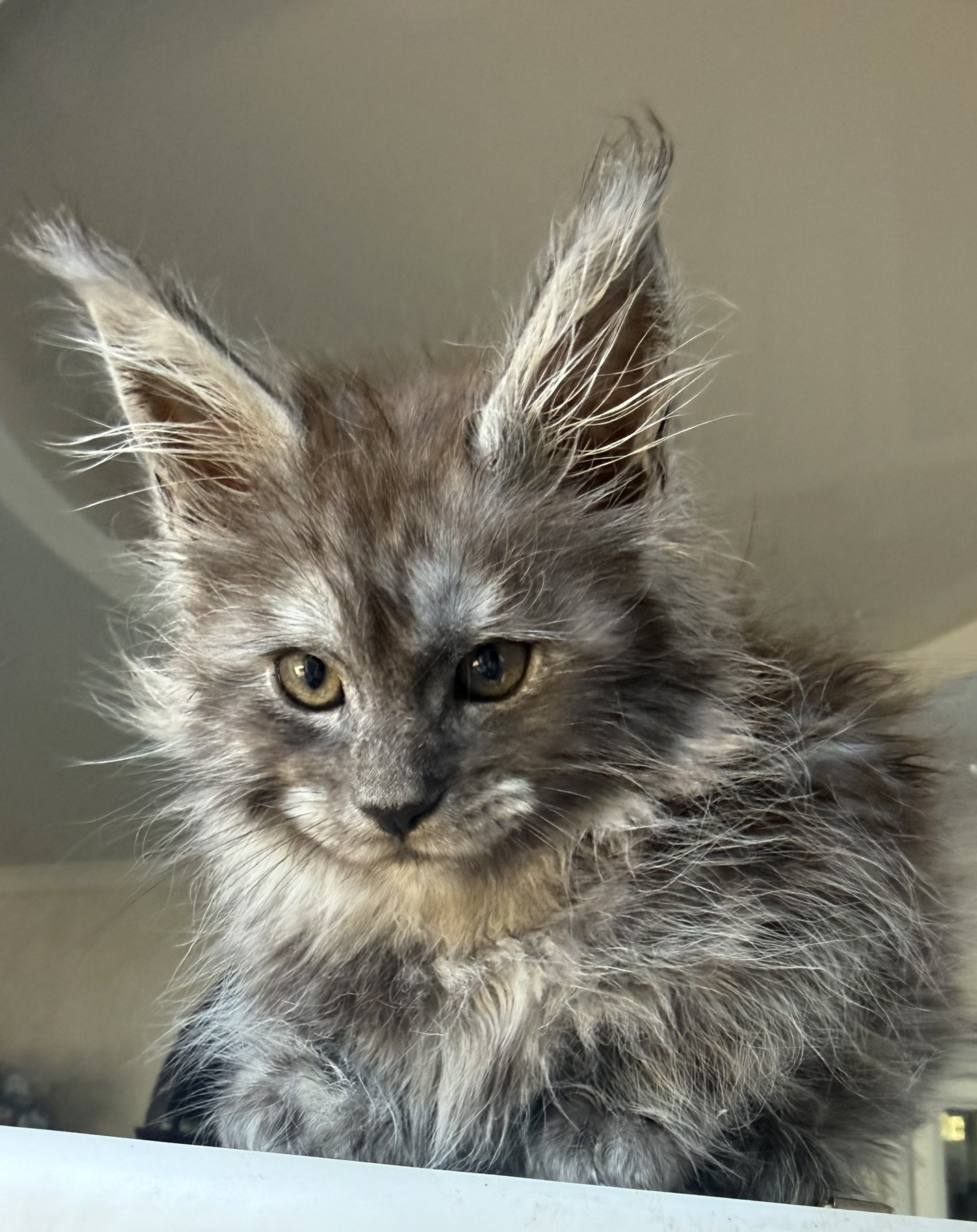 maine coon black smoke