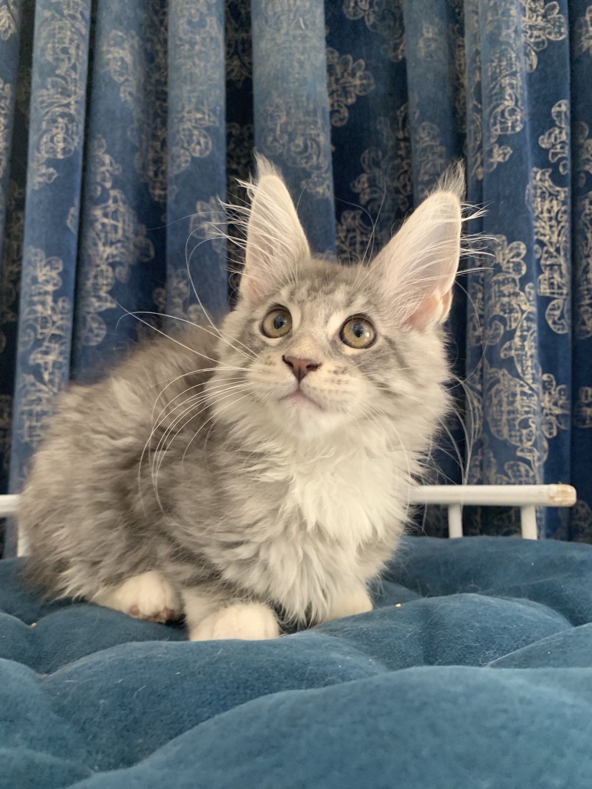 maine coon female Ontario