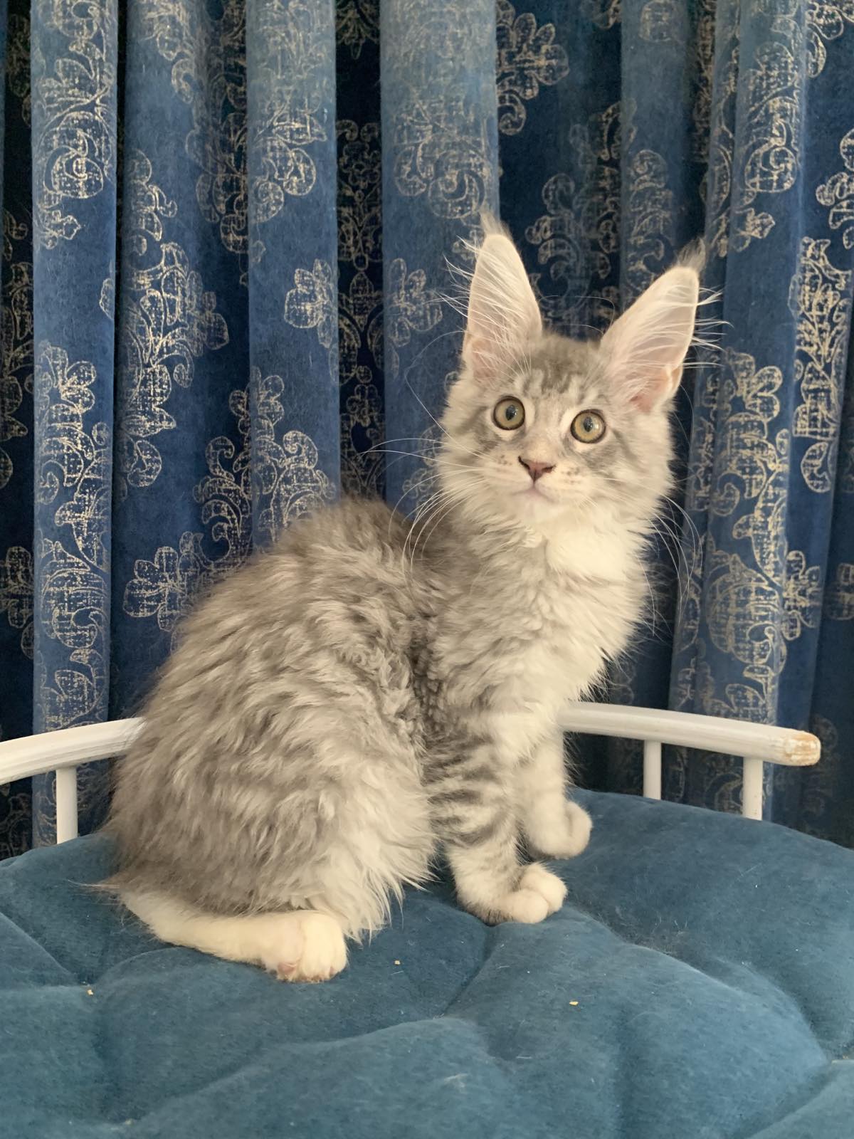 maine coon Ontario