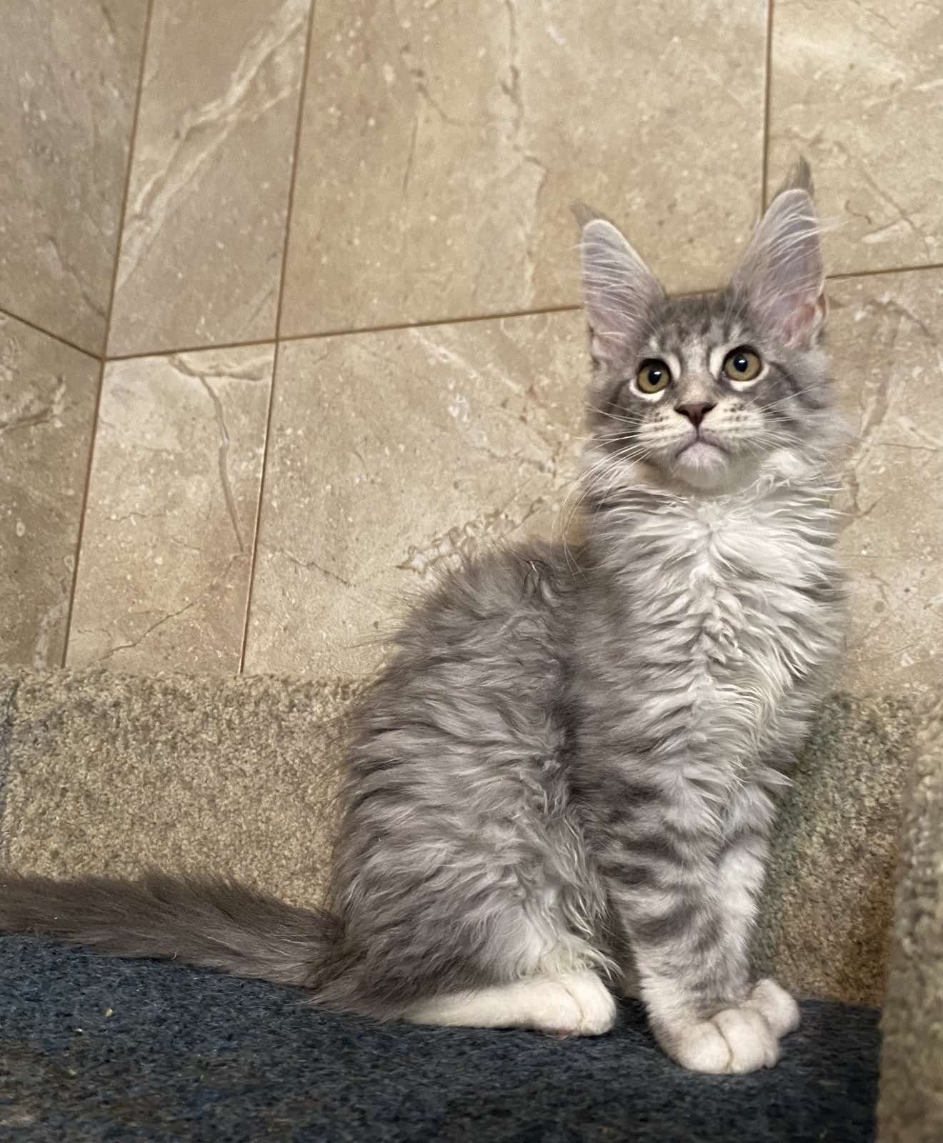 maine coon kitten Ontario
