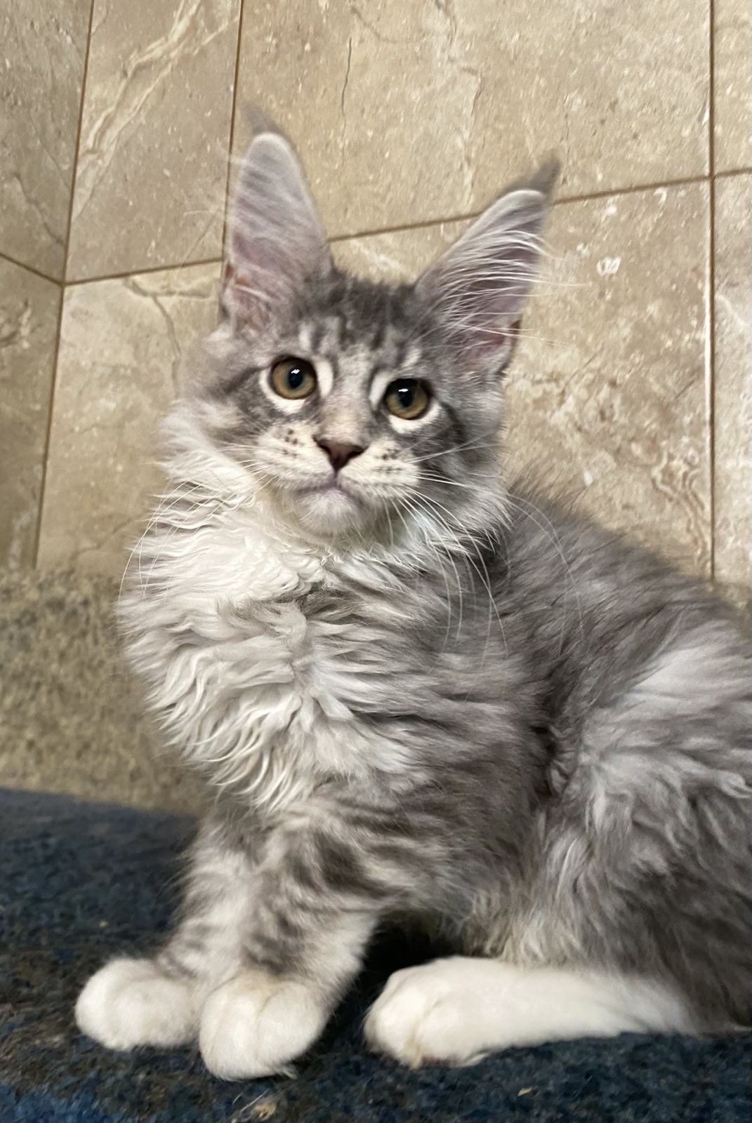 maine coo girl Ontario