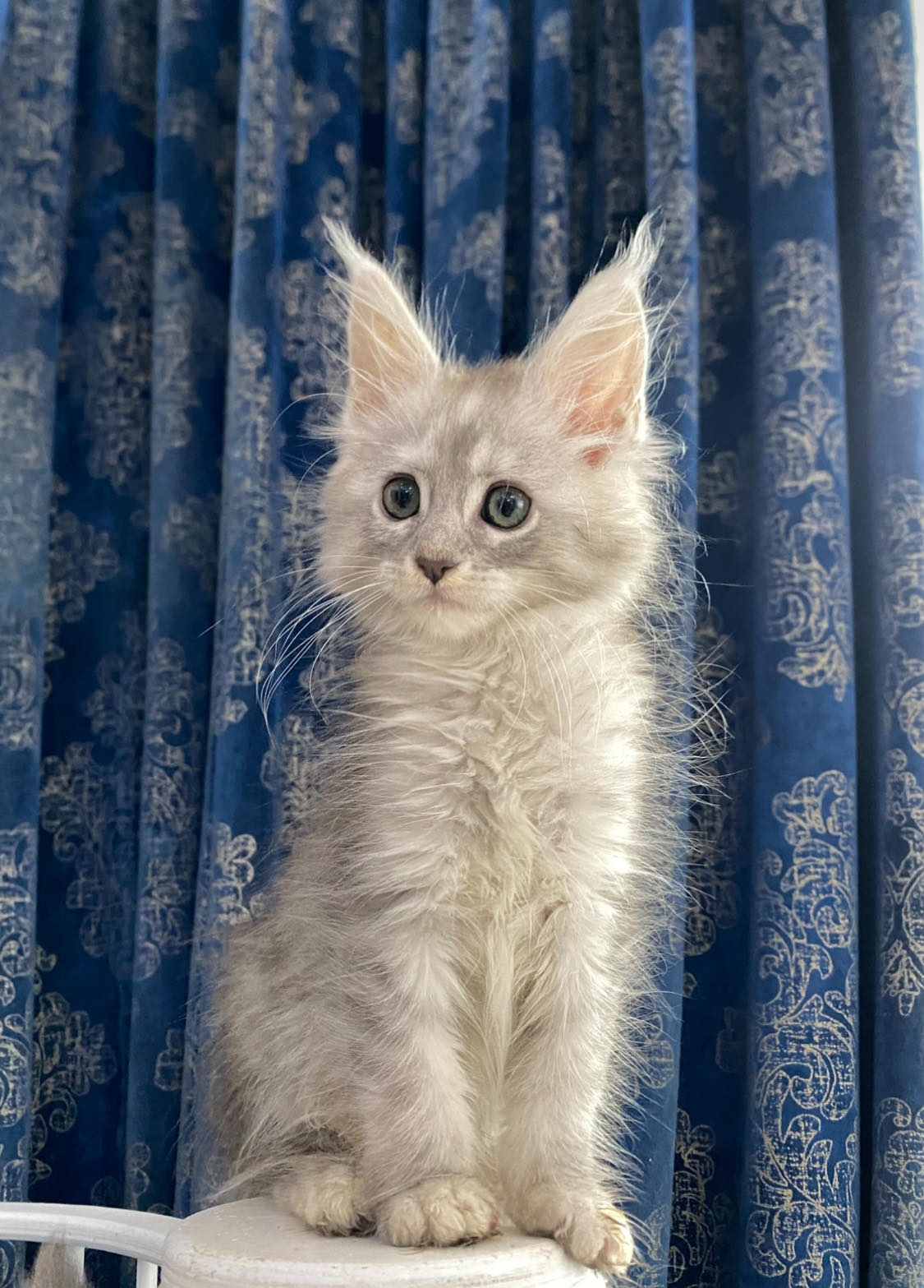 maine coon cattery Orlando