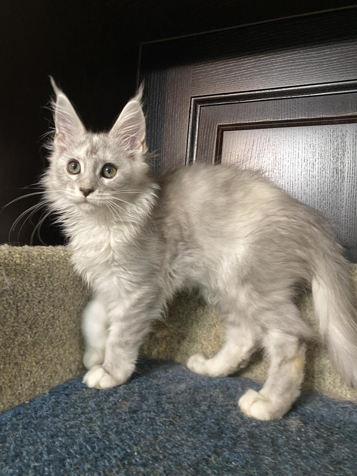 maine coon kitten Orlanda