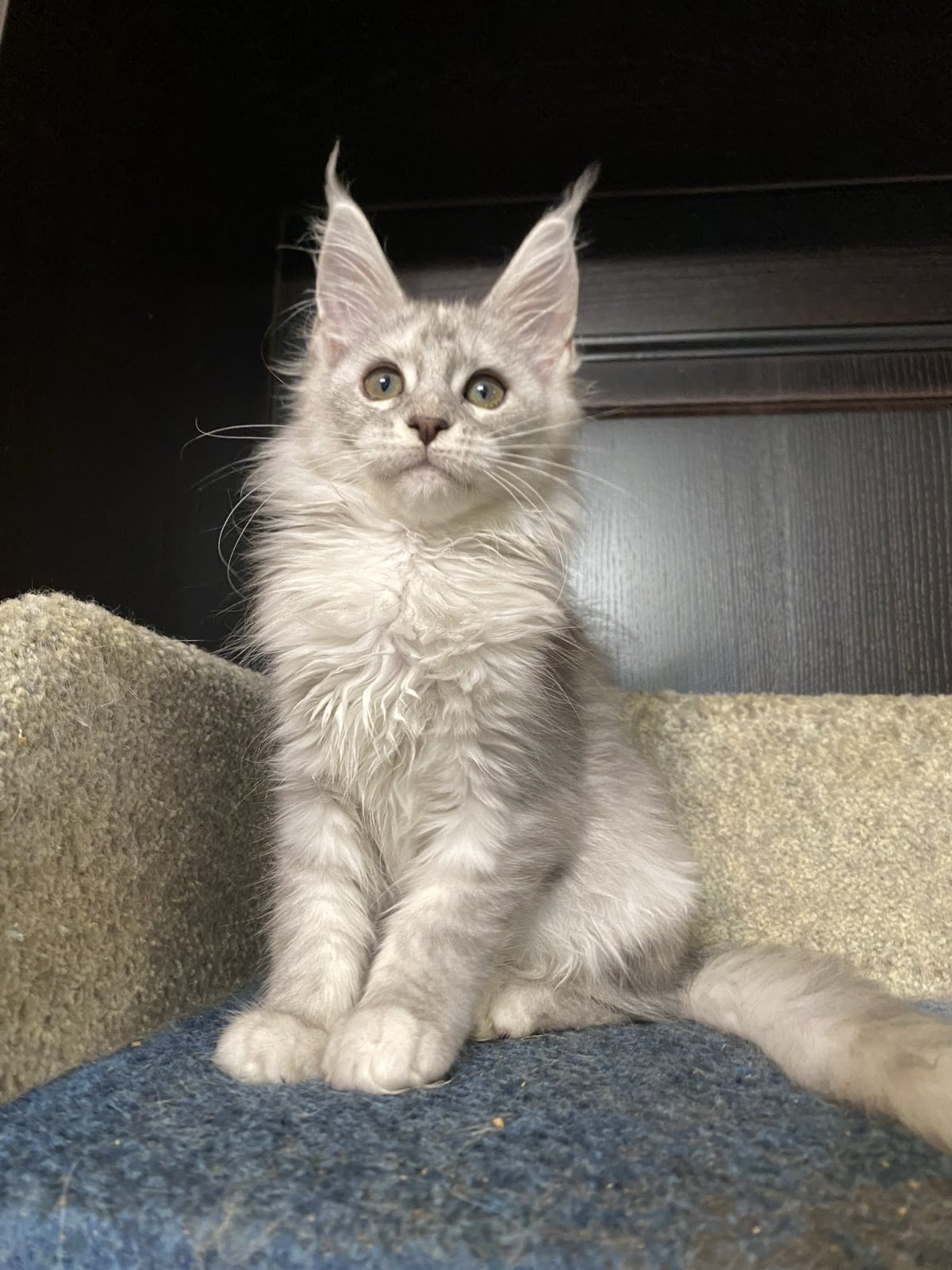 maine coon kitten Irlando