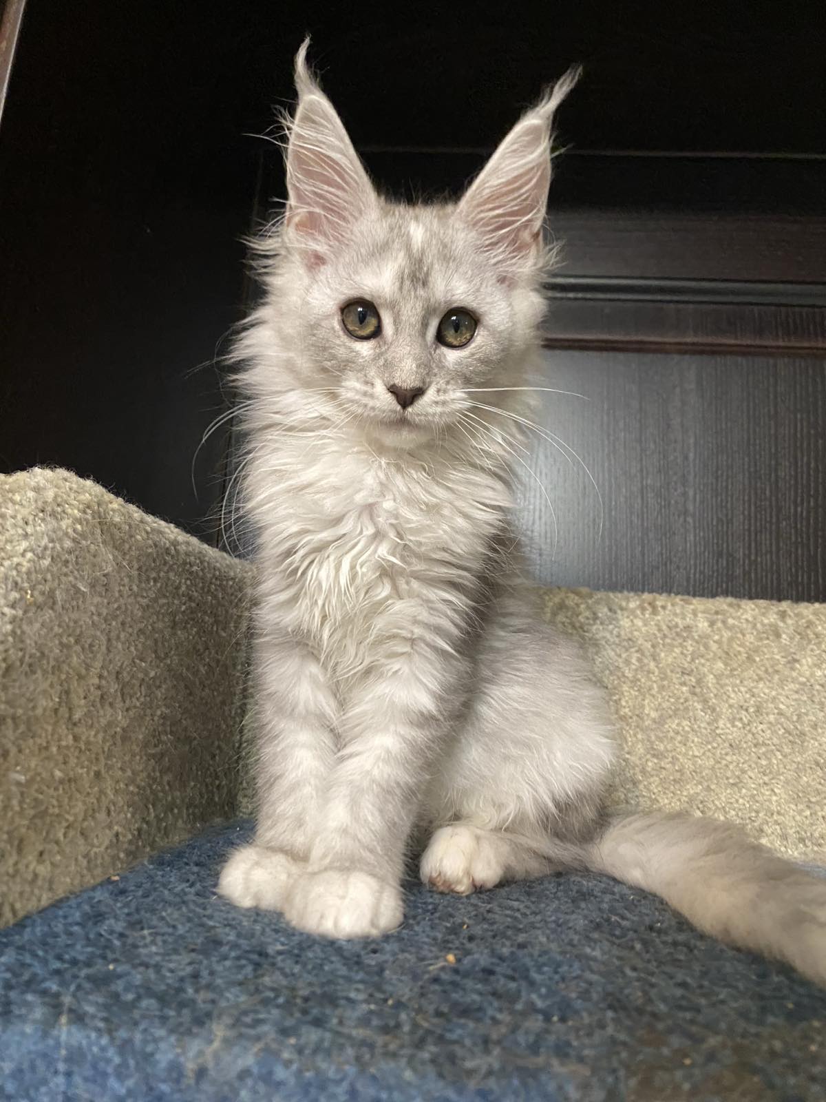 maine coon Orlando