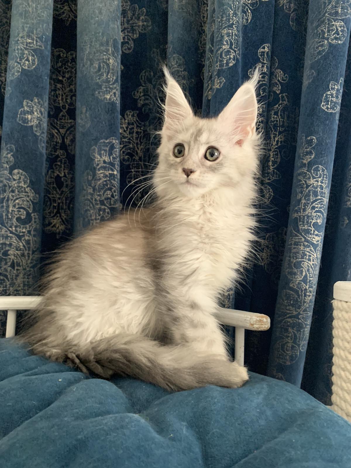 maine coon kitten Orlando