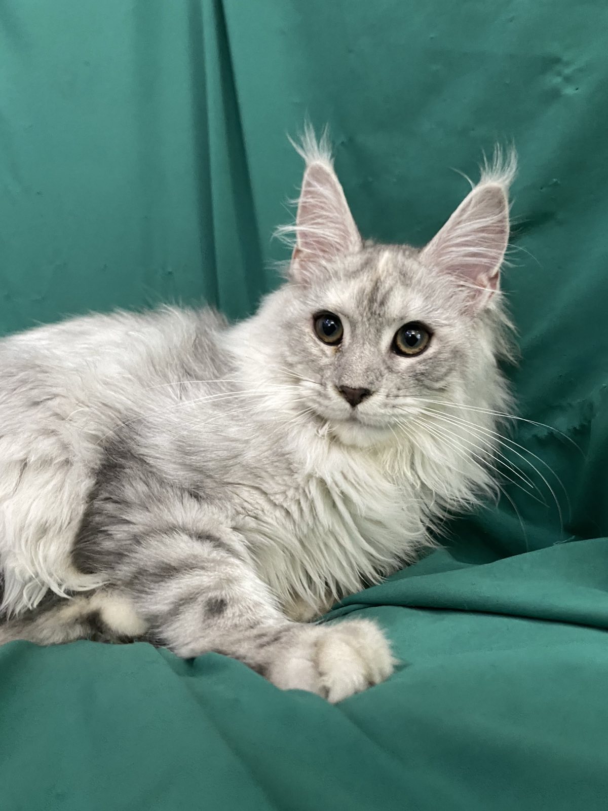 maine coon female Orlando