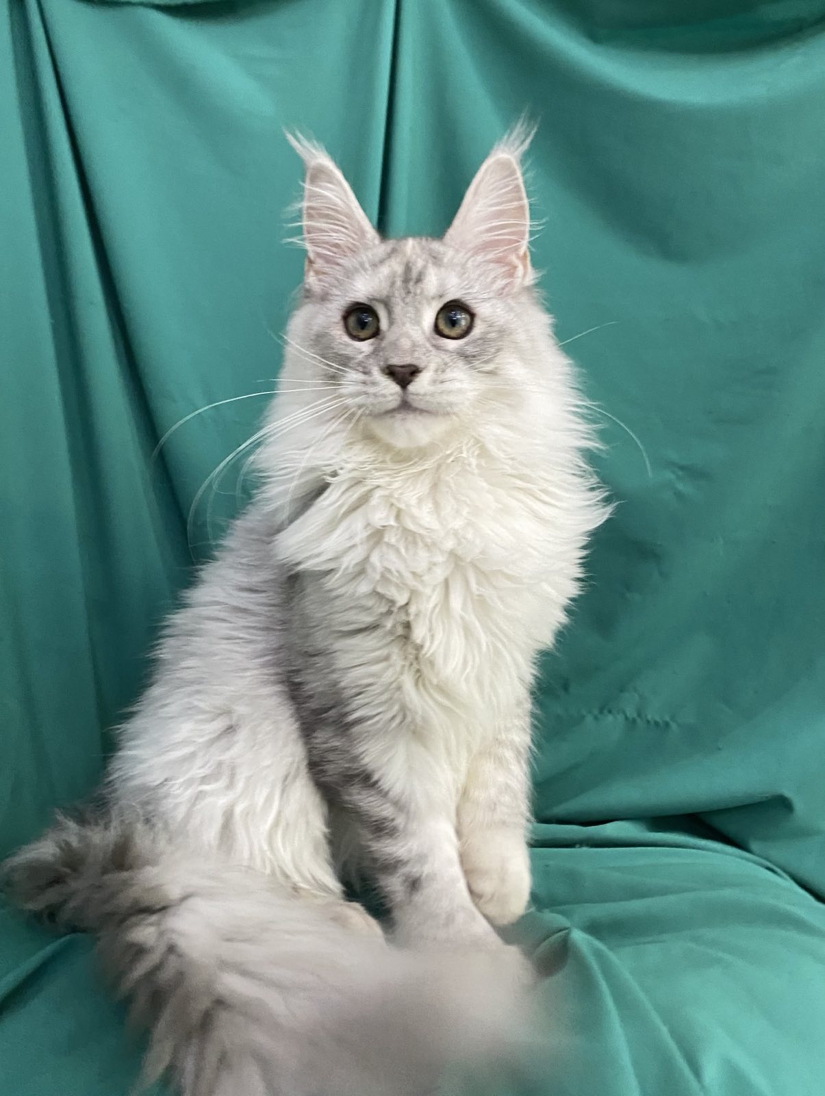 shaded maine coon Orlando