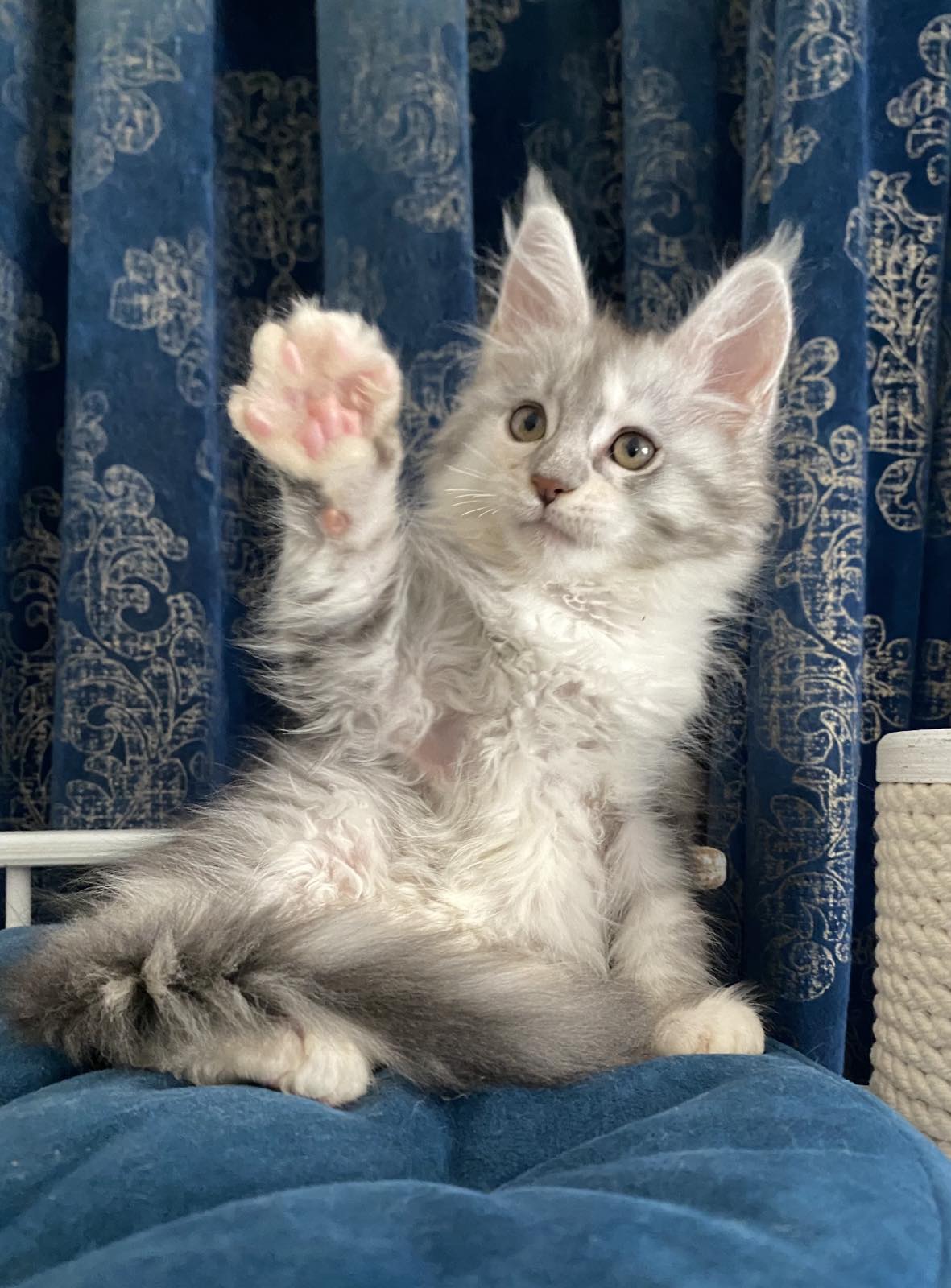 maine coon Ottava