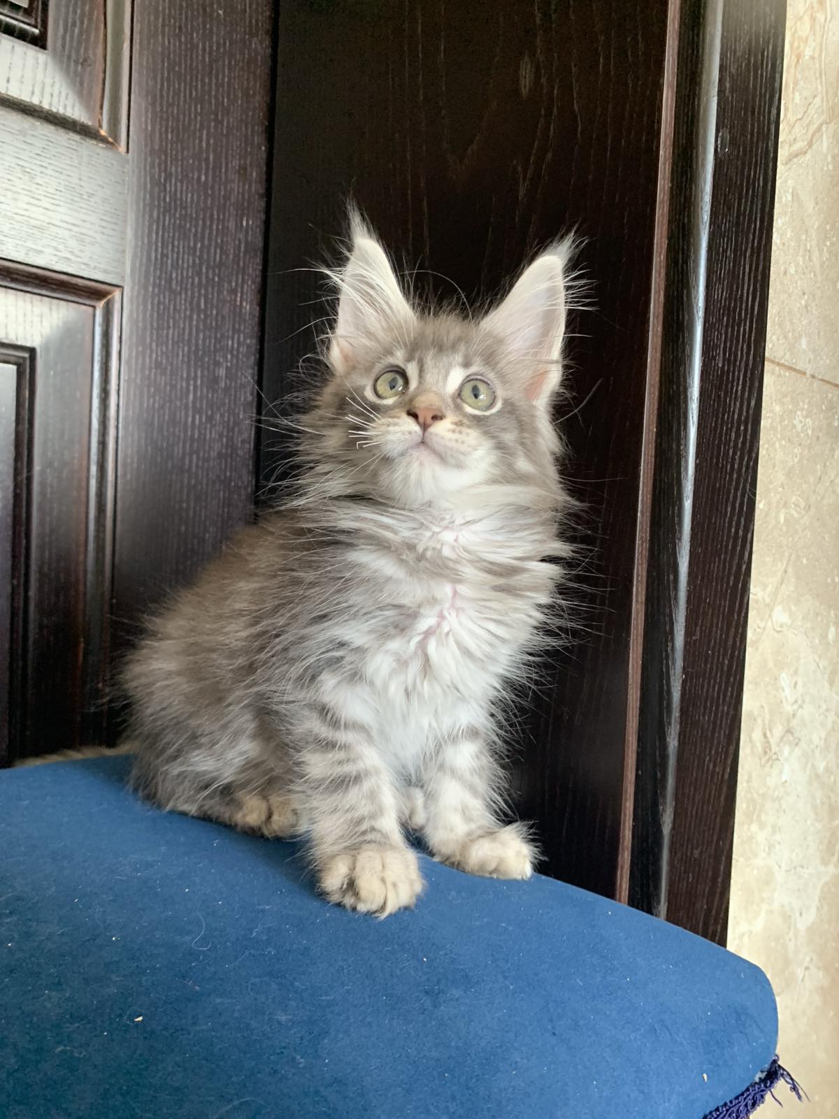 maine coon Oxford