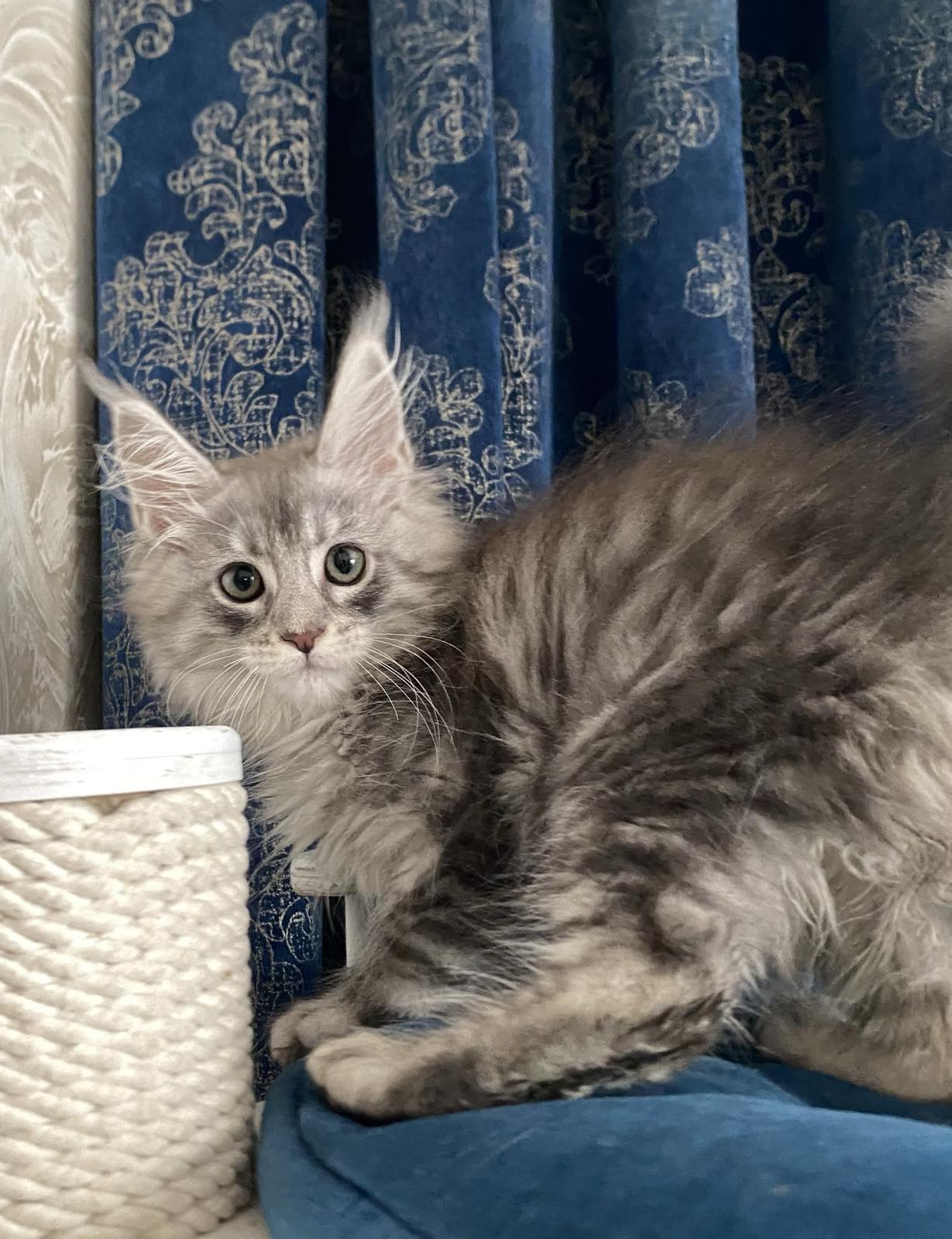 Maine coon Oxinia