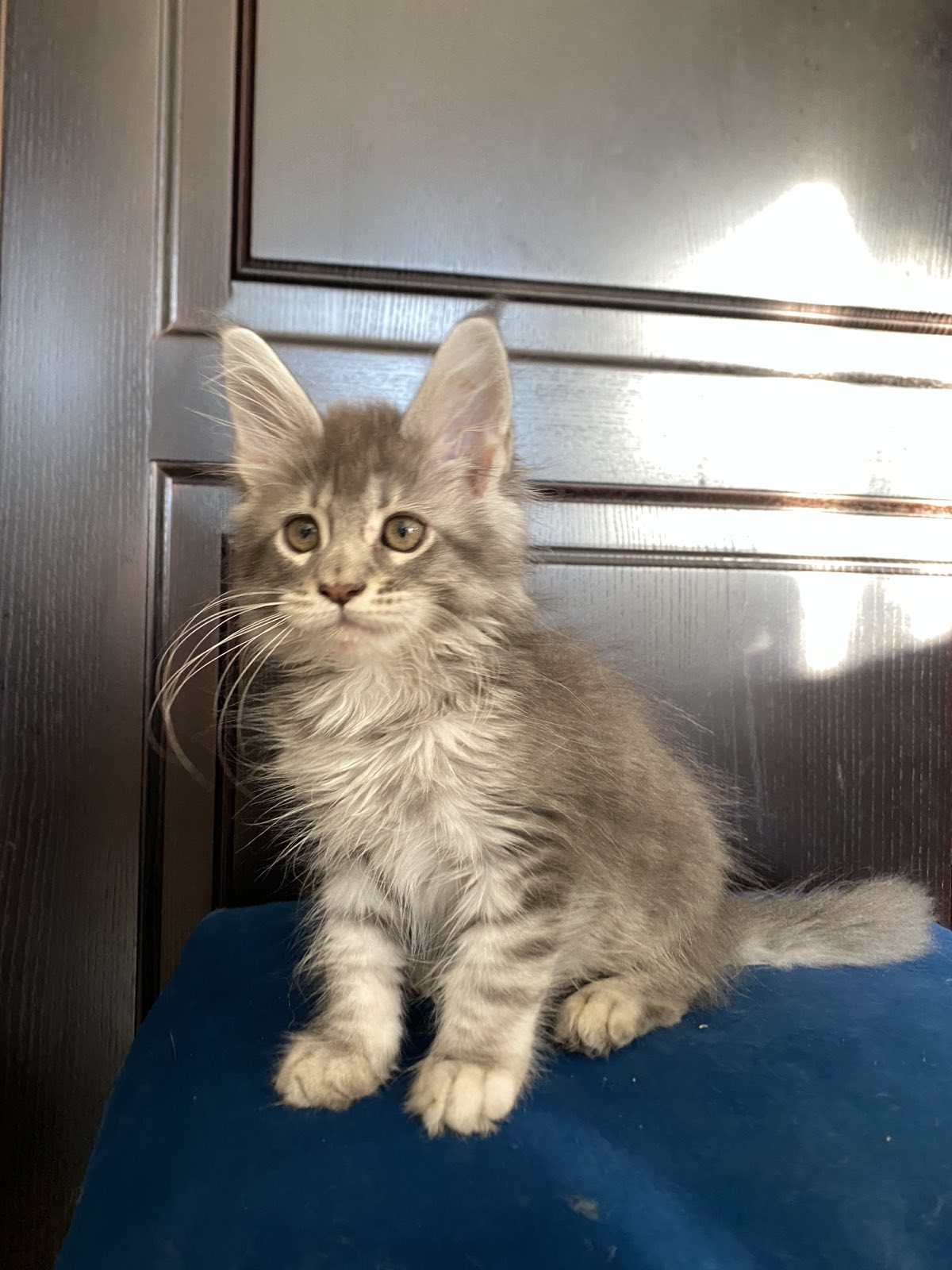 maine coon Oxnard