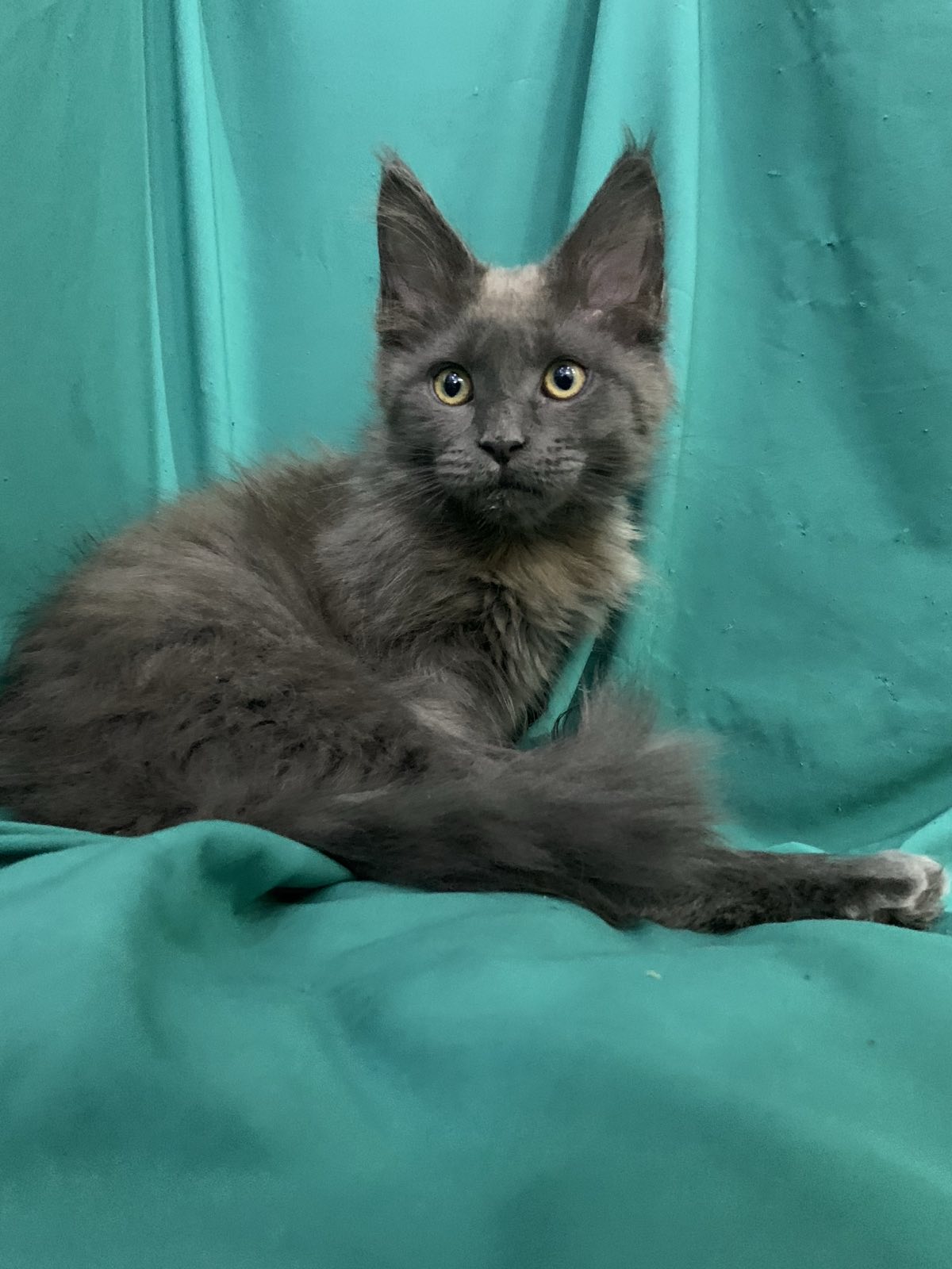 maine coon kitten Rayanna