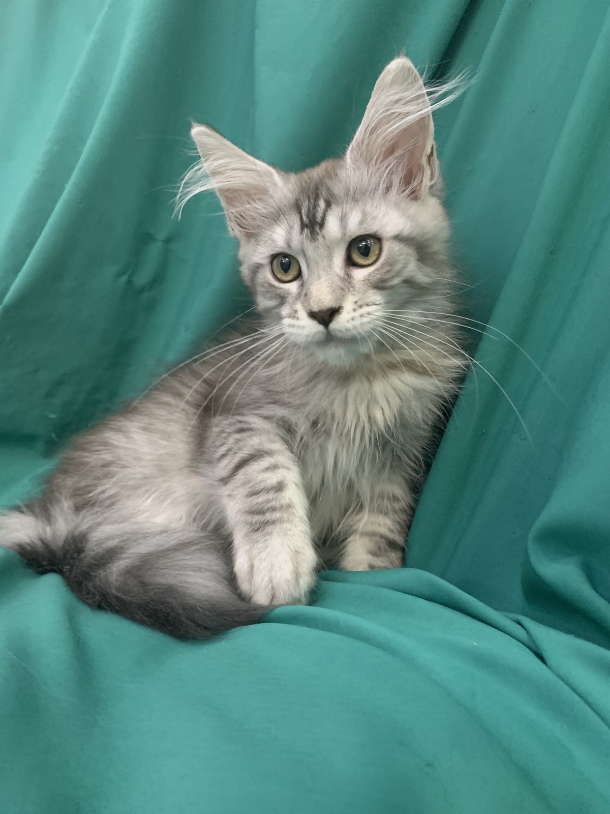maine coon kitten Ricardo Roy