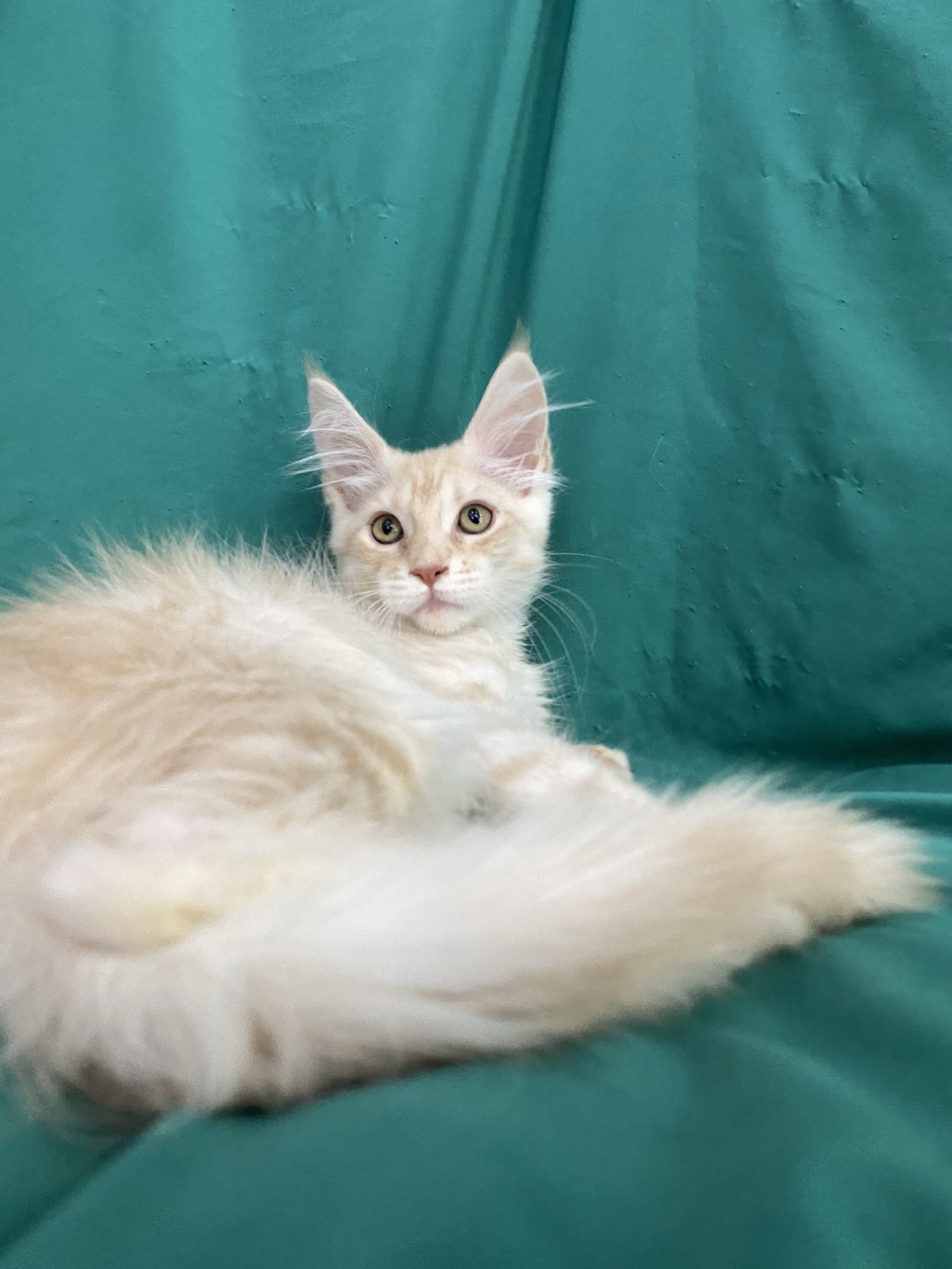 maine coon kitten Richard