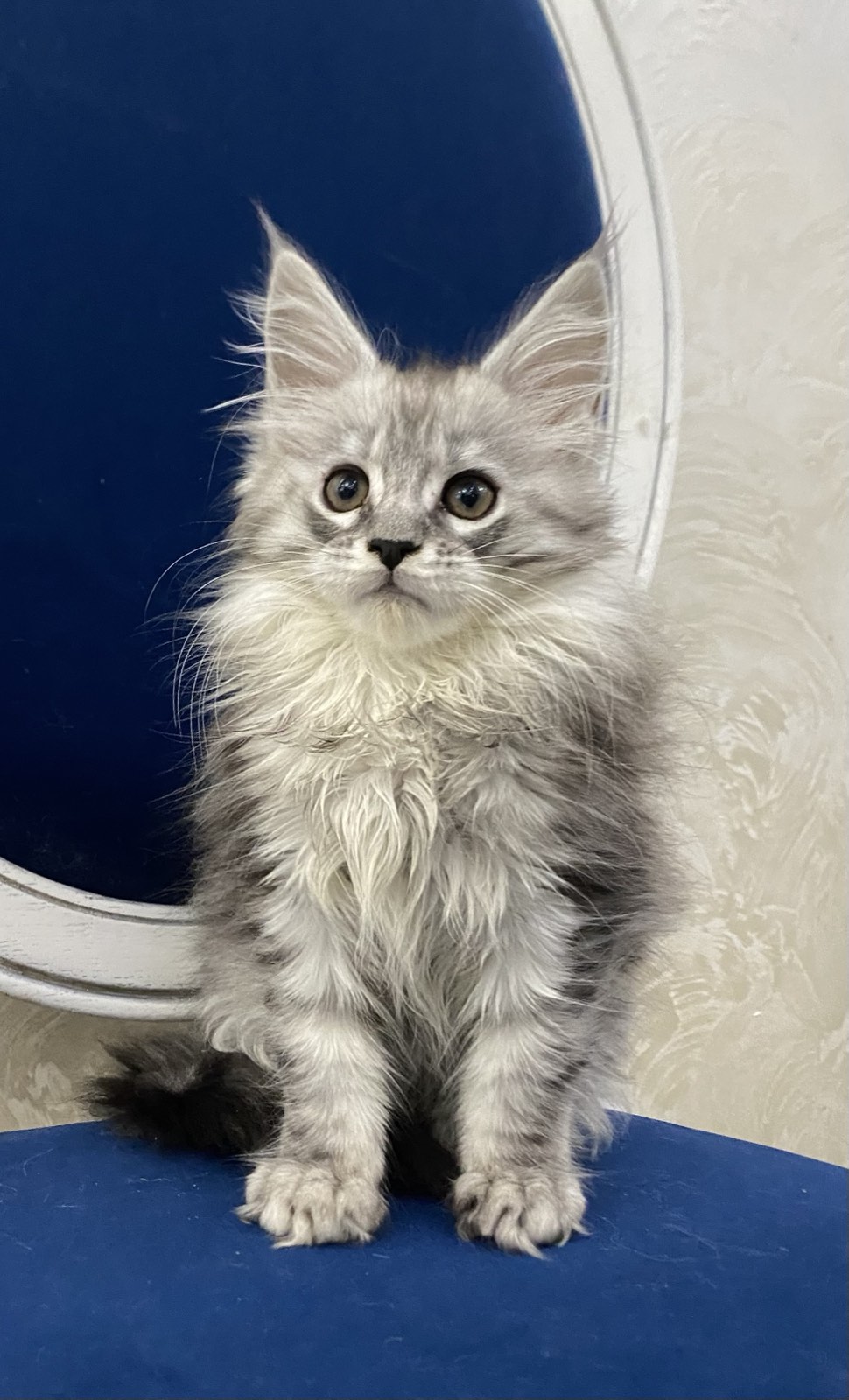 maine coon Sugar Suprise