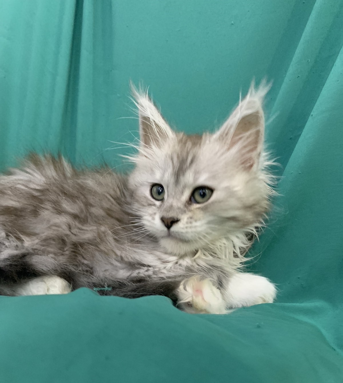 maine coon Tami Tamiani