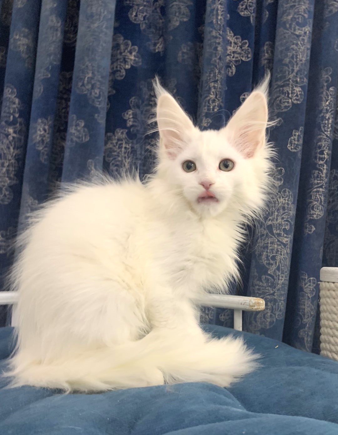 white maine coon USA