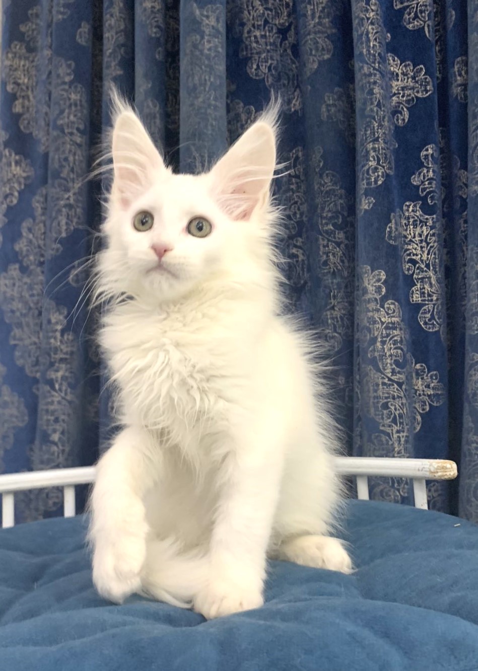 adorable maine coon female Usa