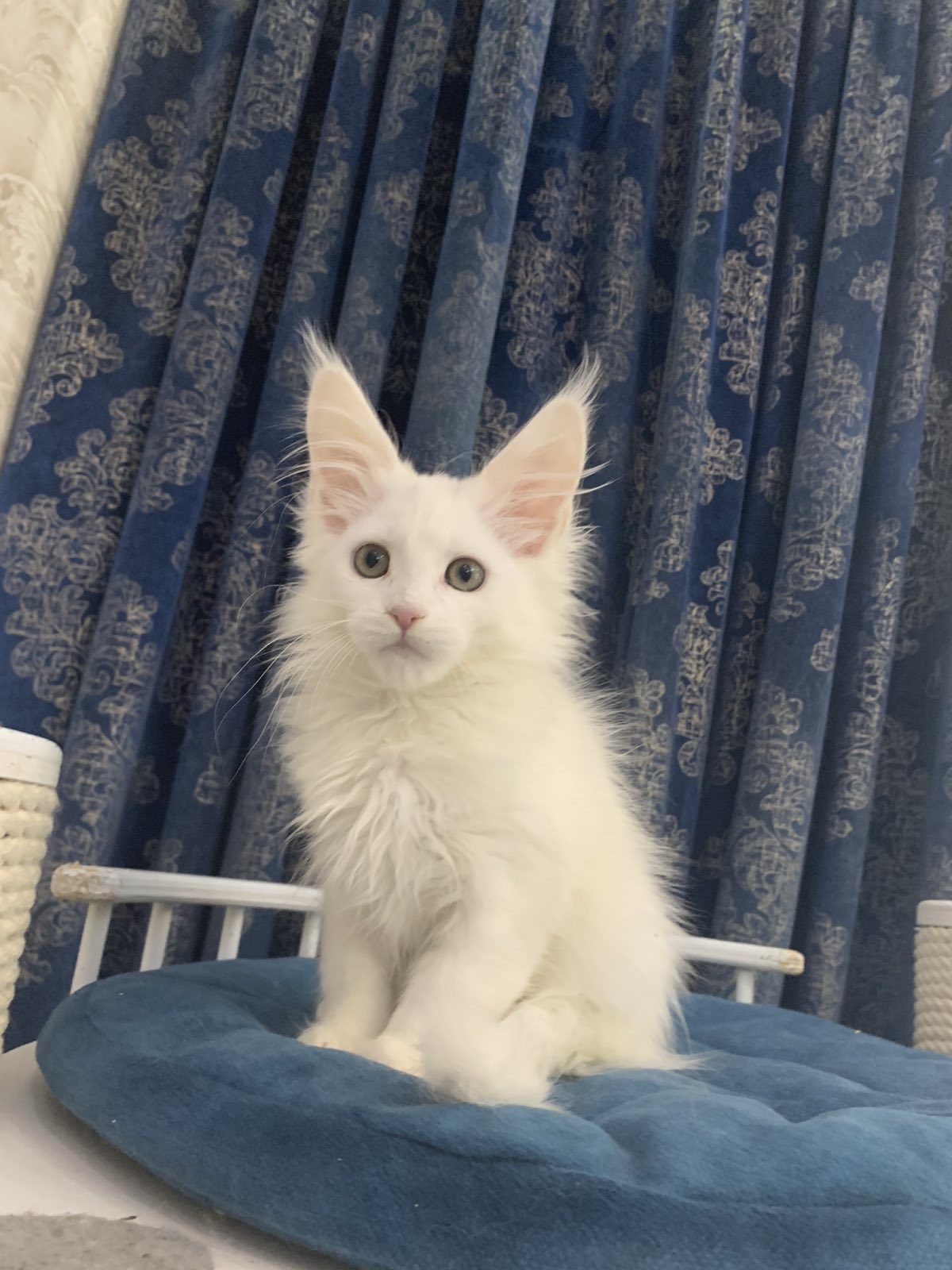 maine coon kitten USA