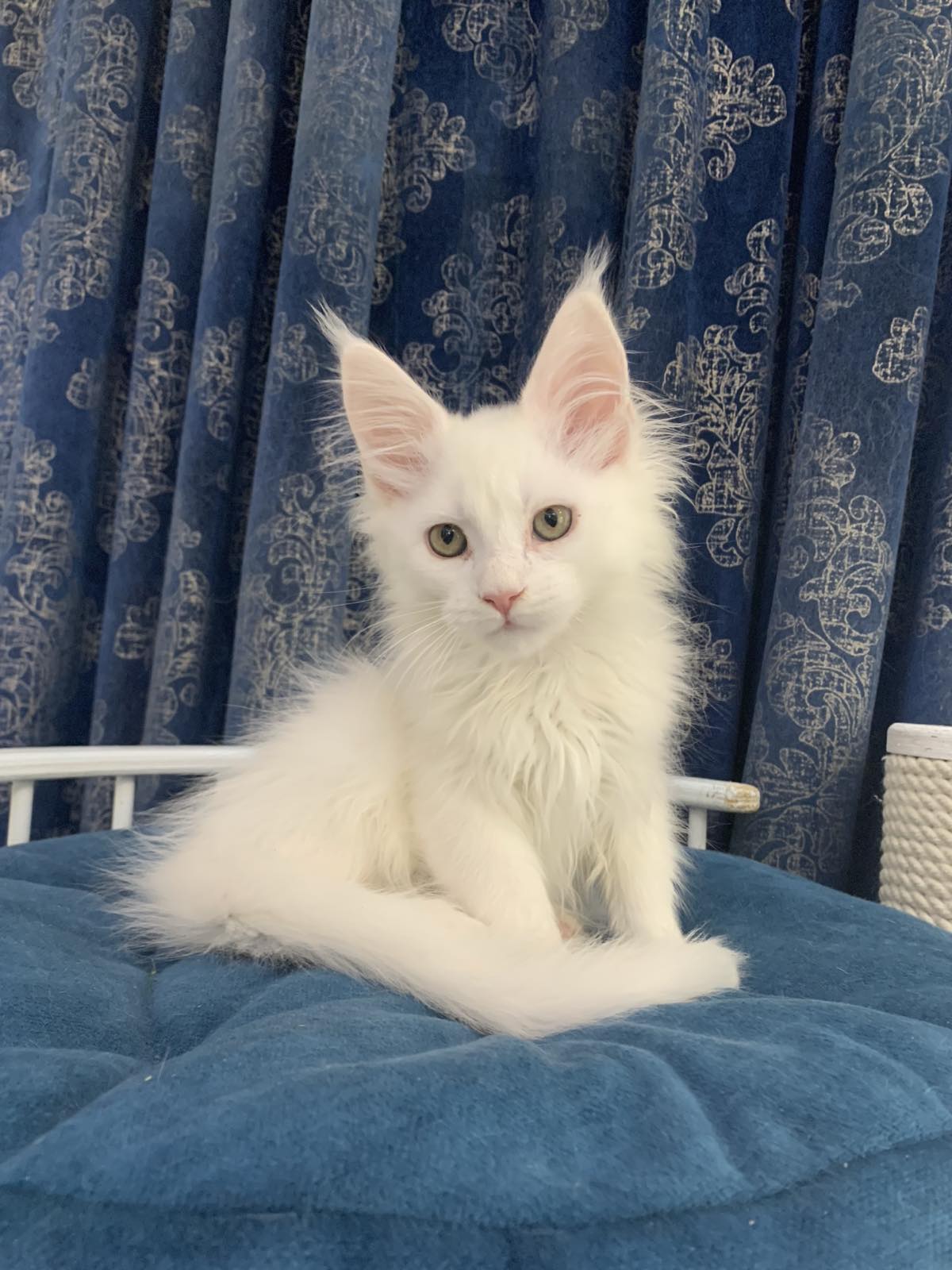 adorable maine coon Upland