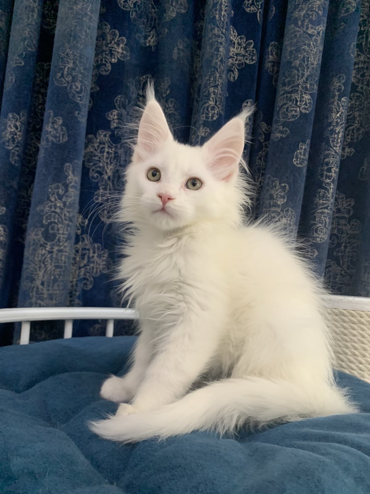 maine coon kitten Upland
