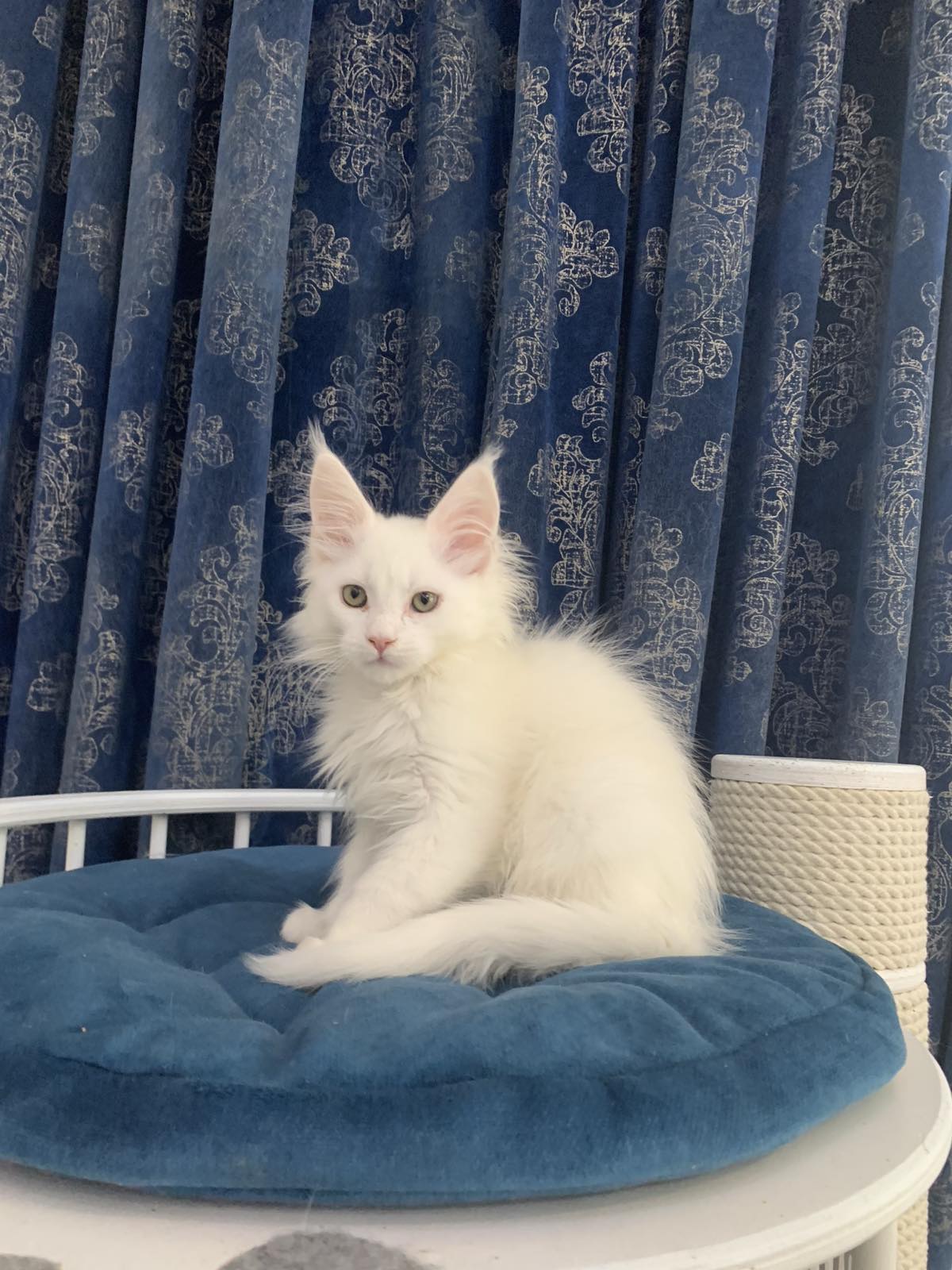 white maine coon kitten Upland