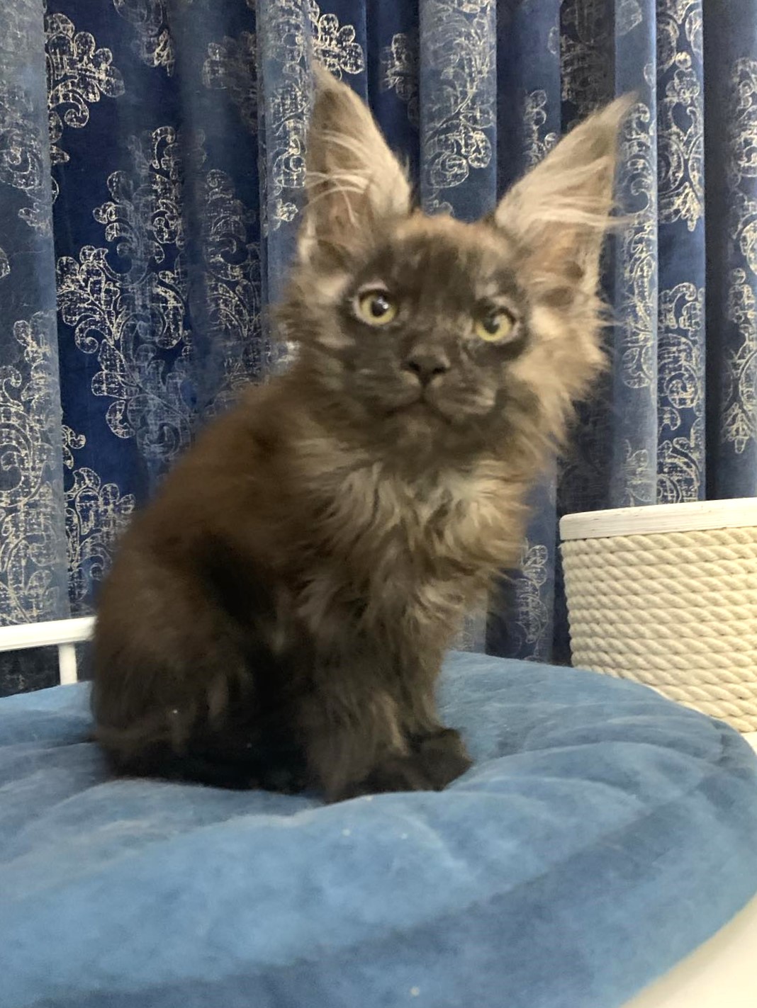 maine coon kitten Uptown