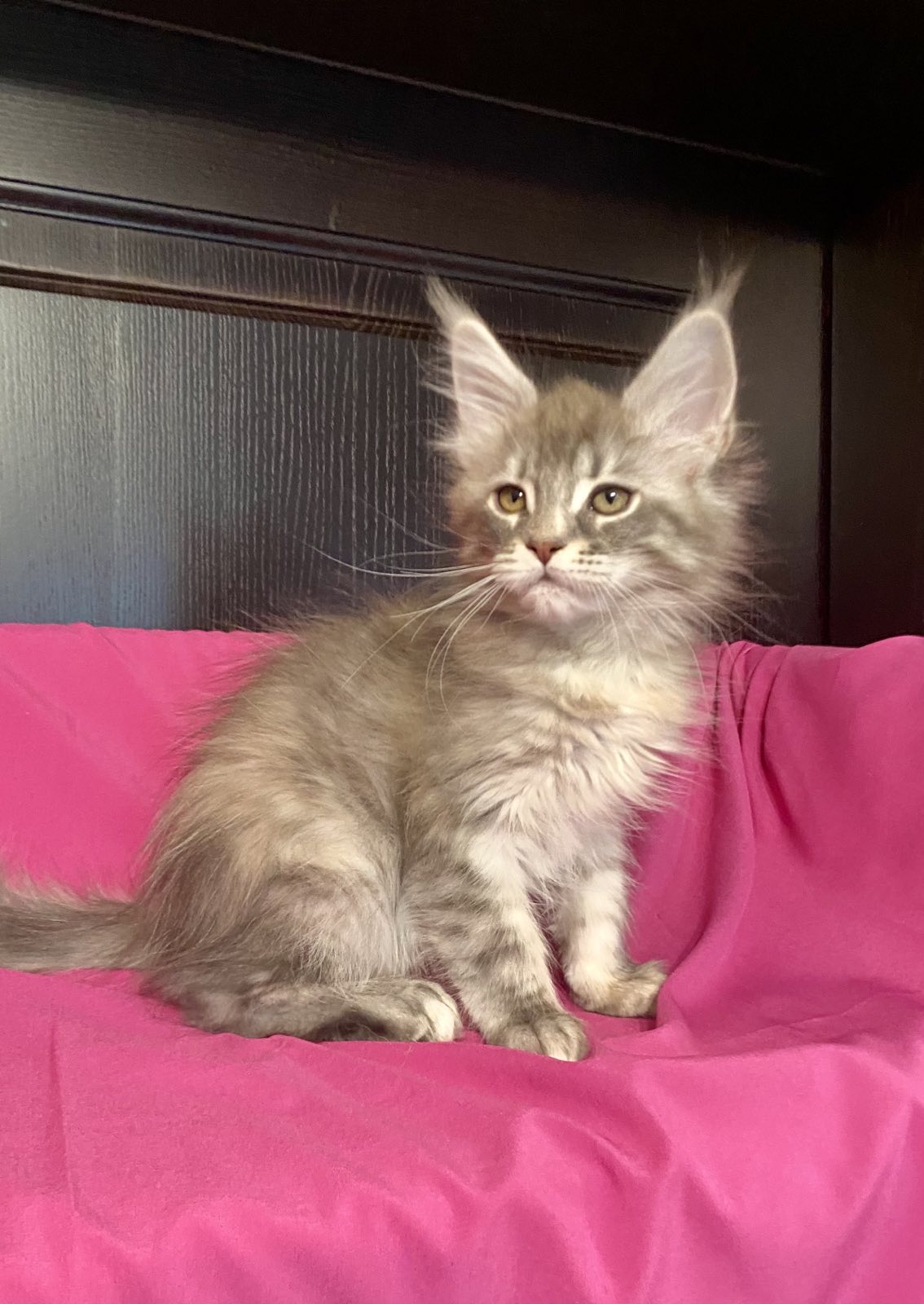 maine coon kitten Verona