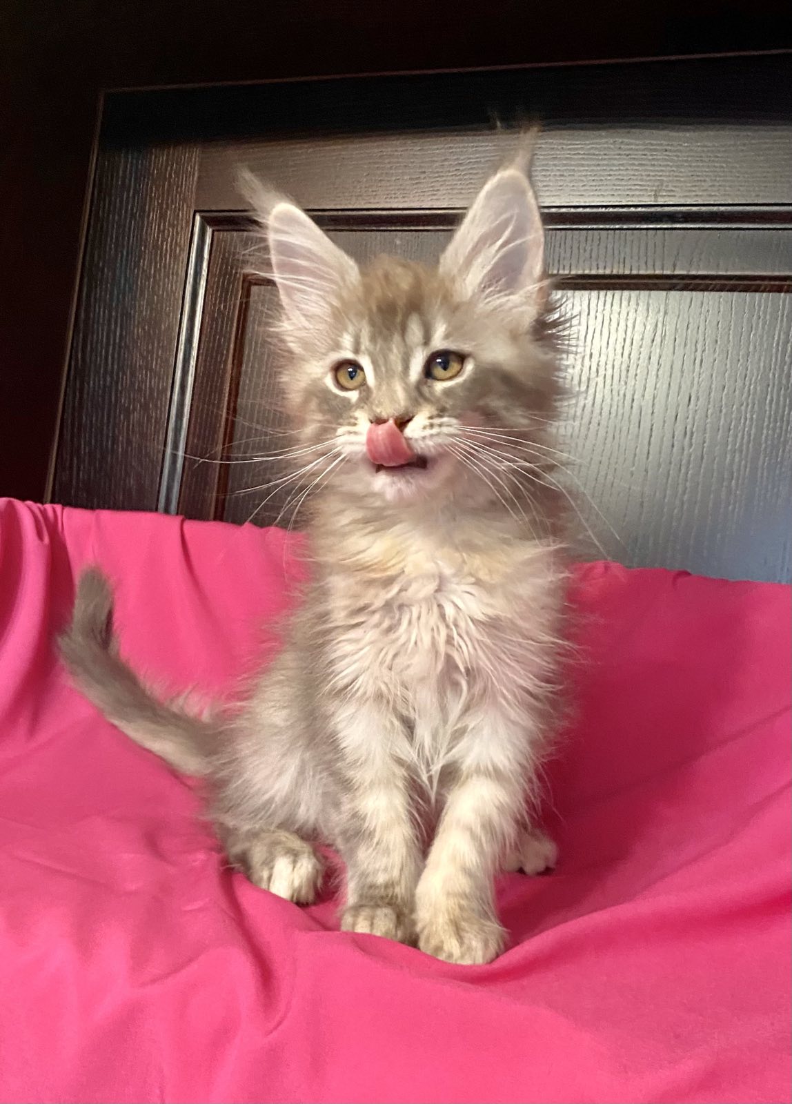 maine coon female Verona