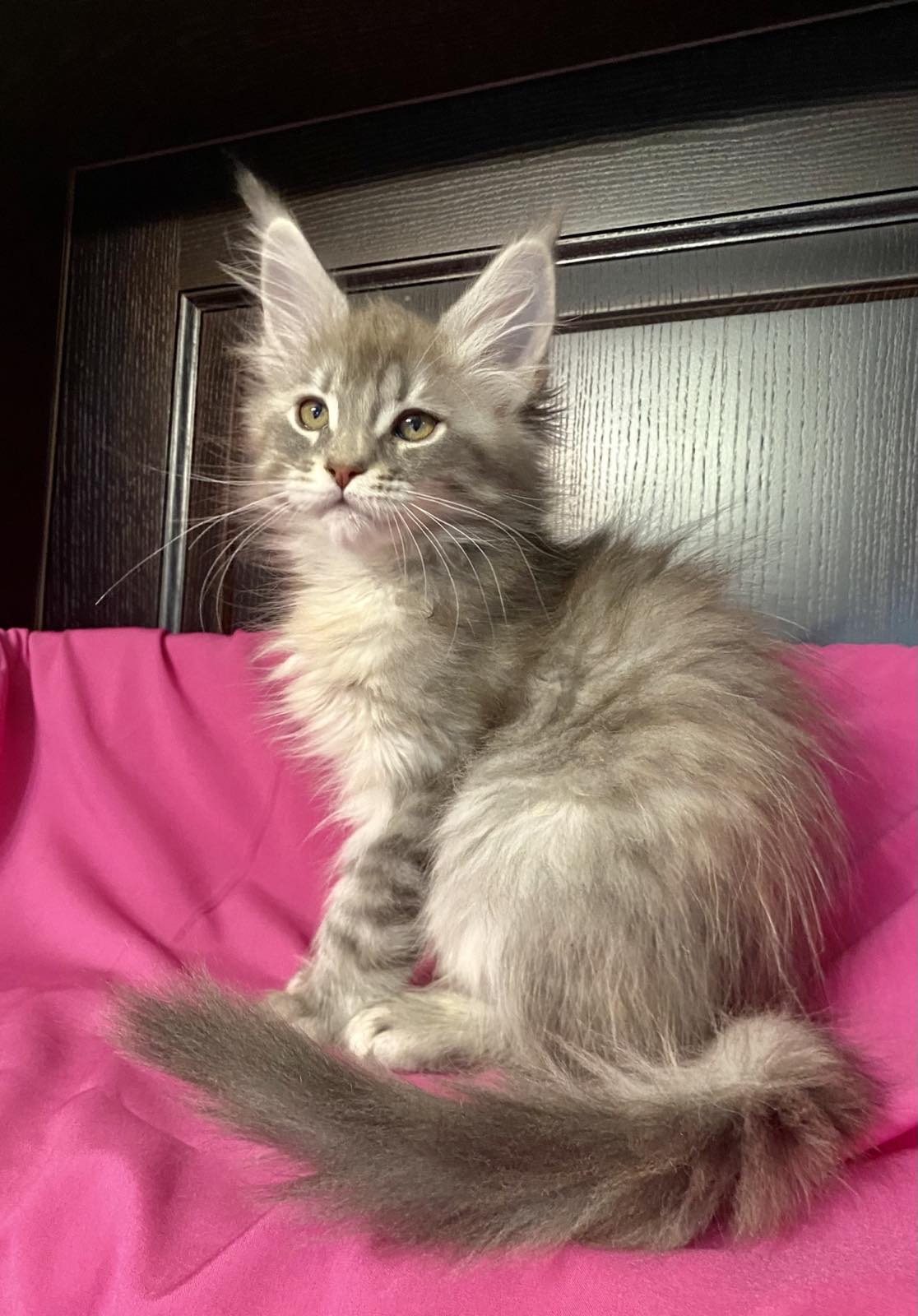 Silver Tabby maine coon Verona