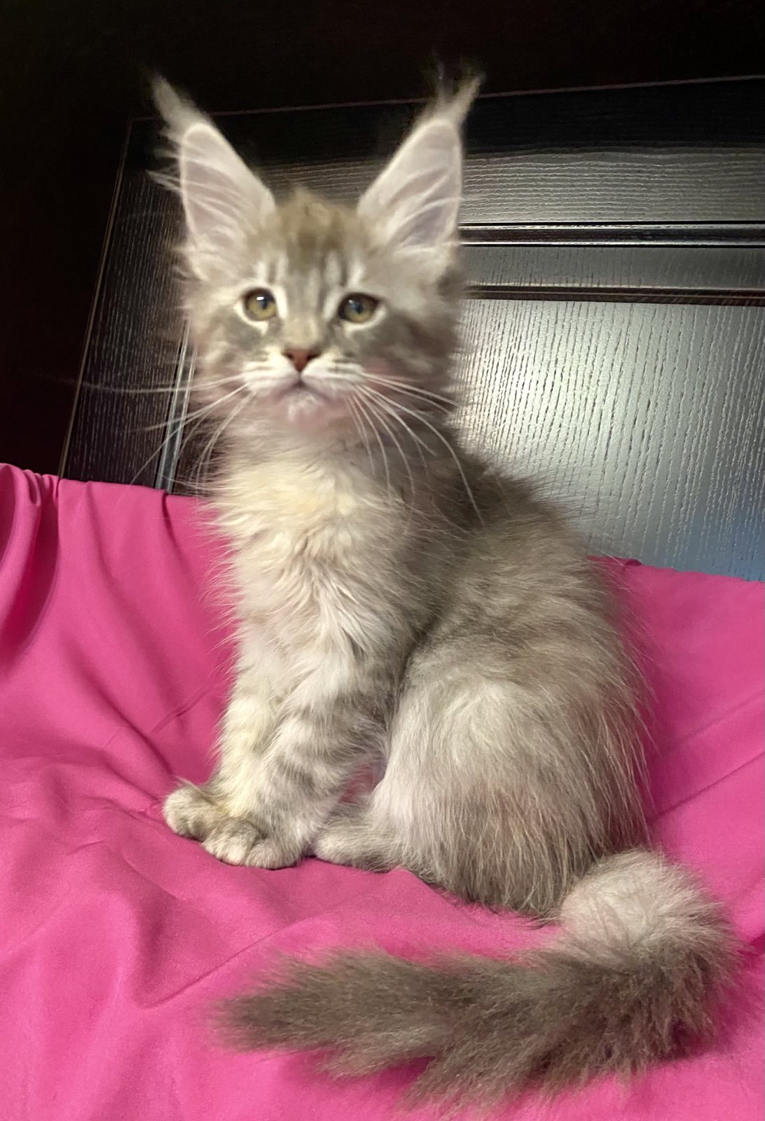 maine coon kitten Verona