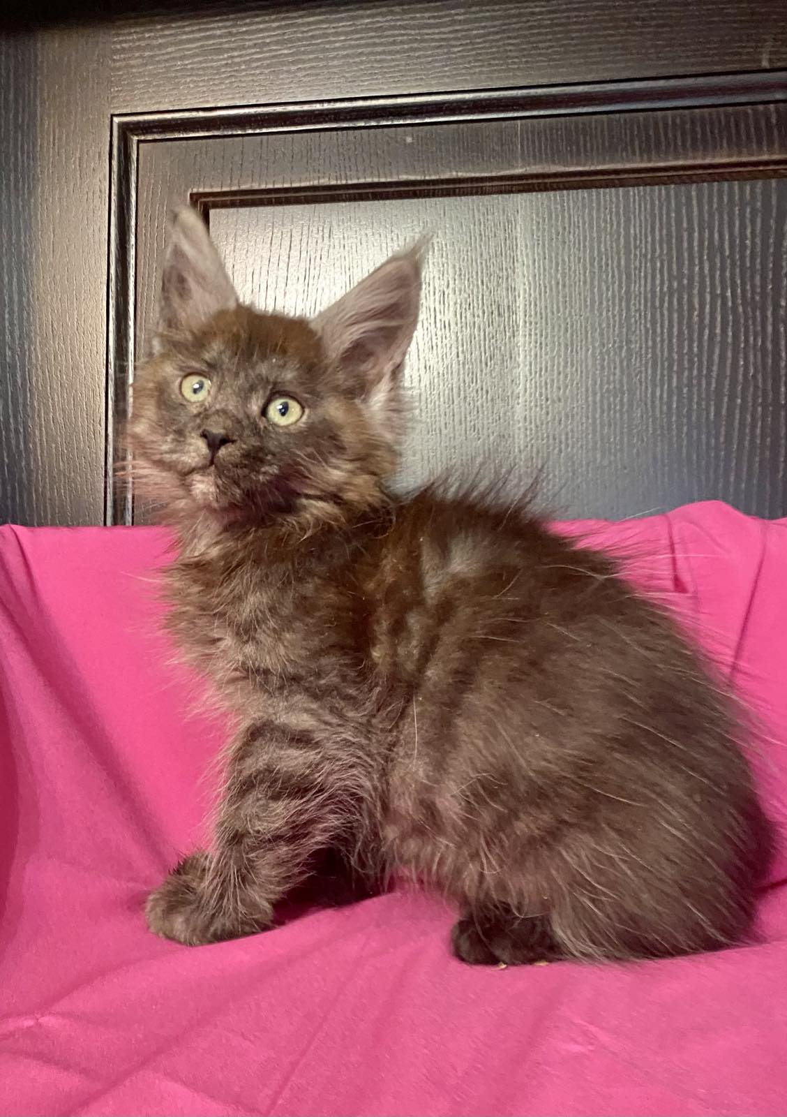 Black smoke maine coon Vienna