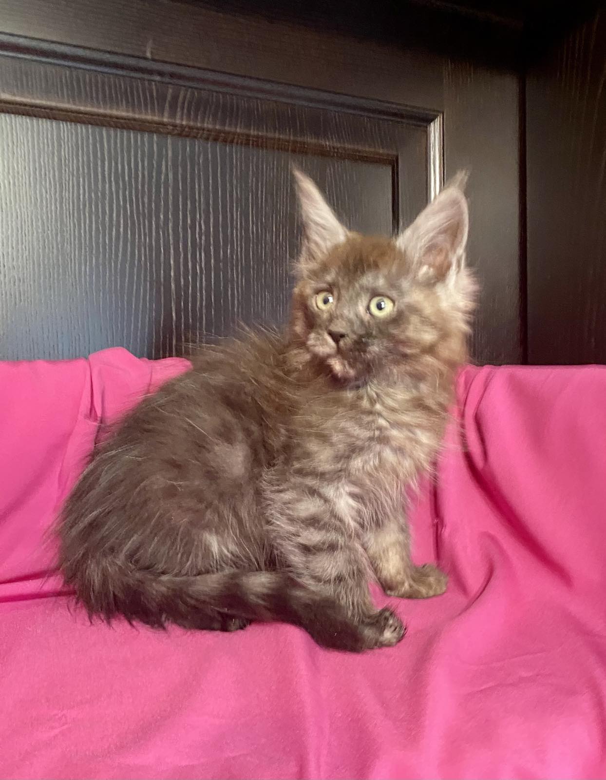 maine coon kitten Vienna