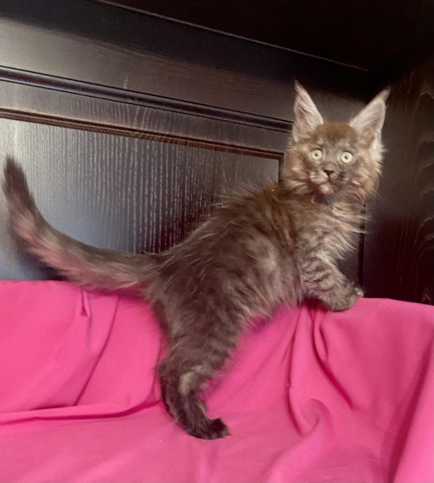 maine coon kitten Vienna