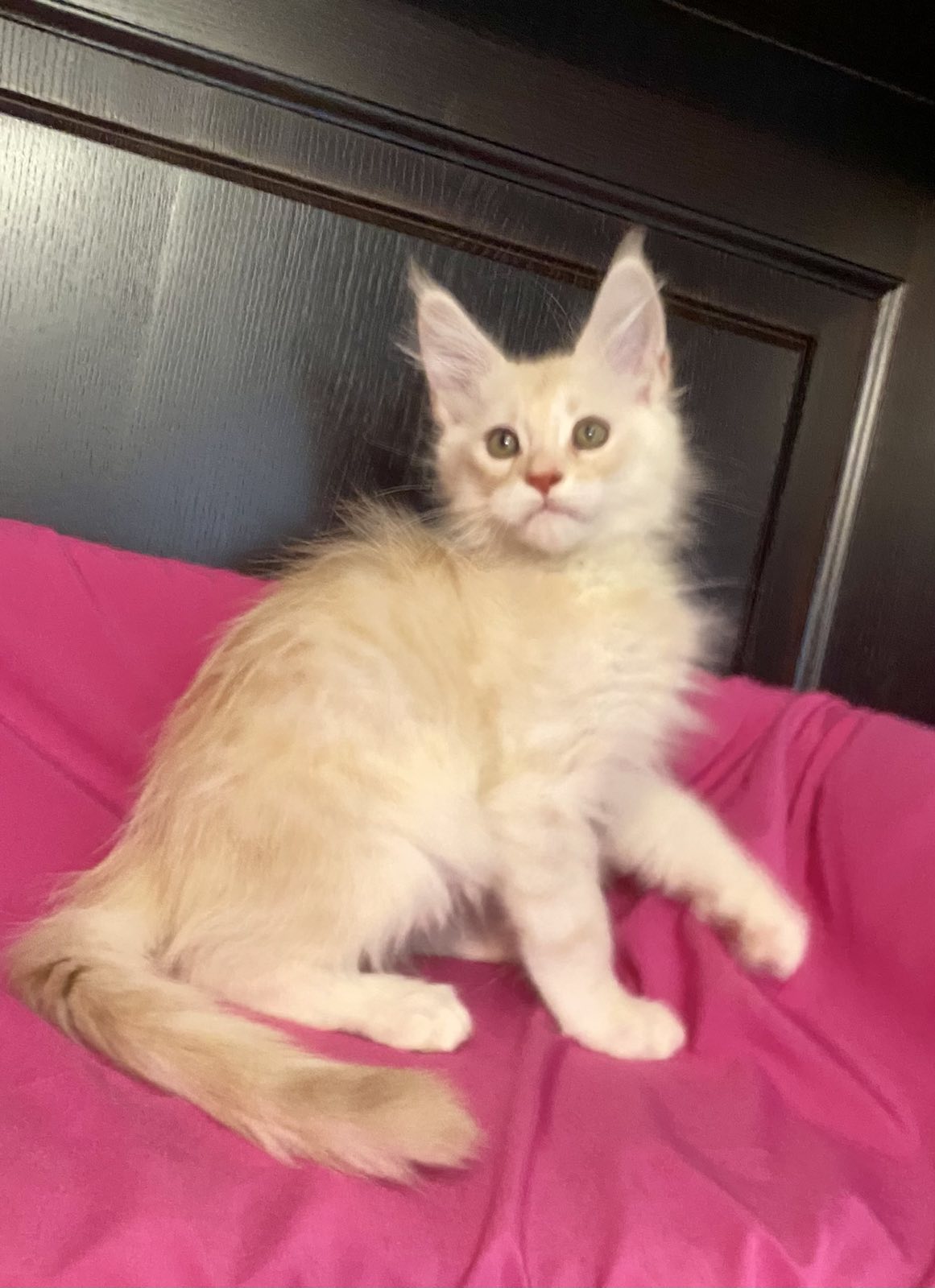 maine coon kitten Vigo