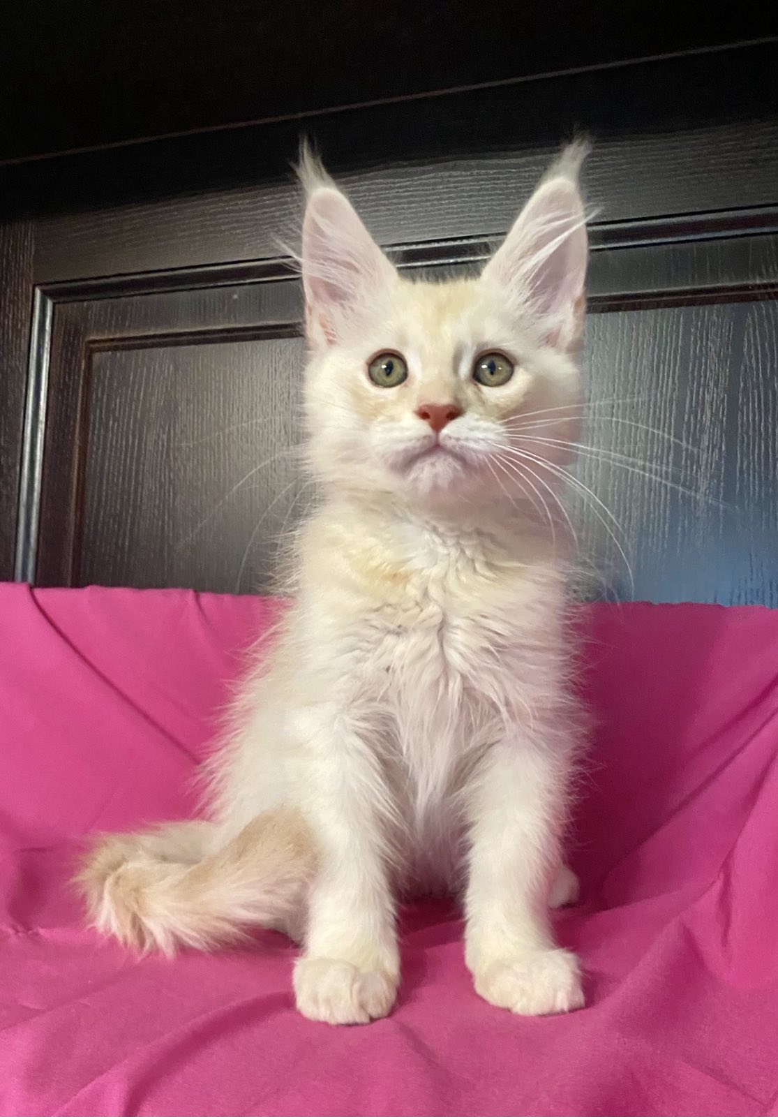 maine coon male Vigo