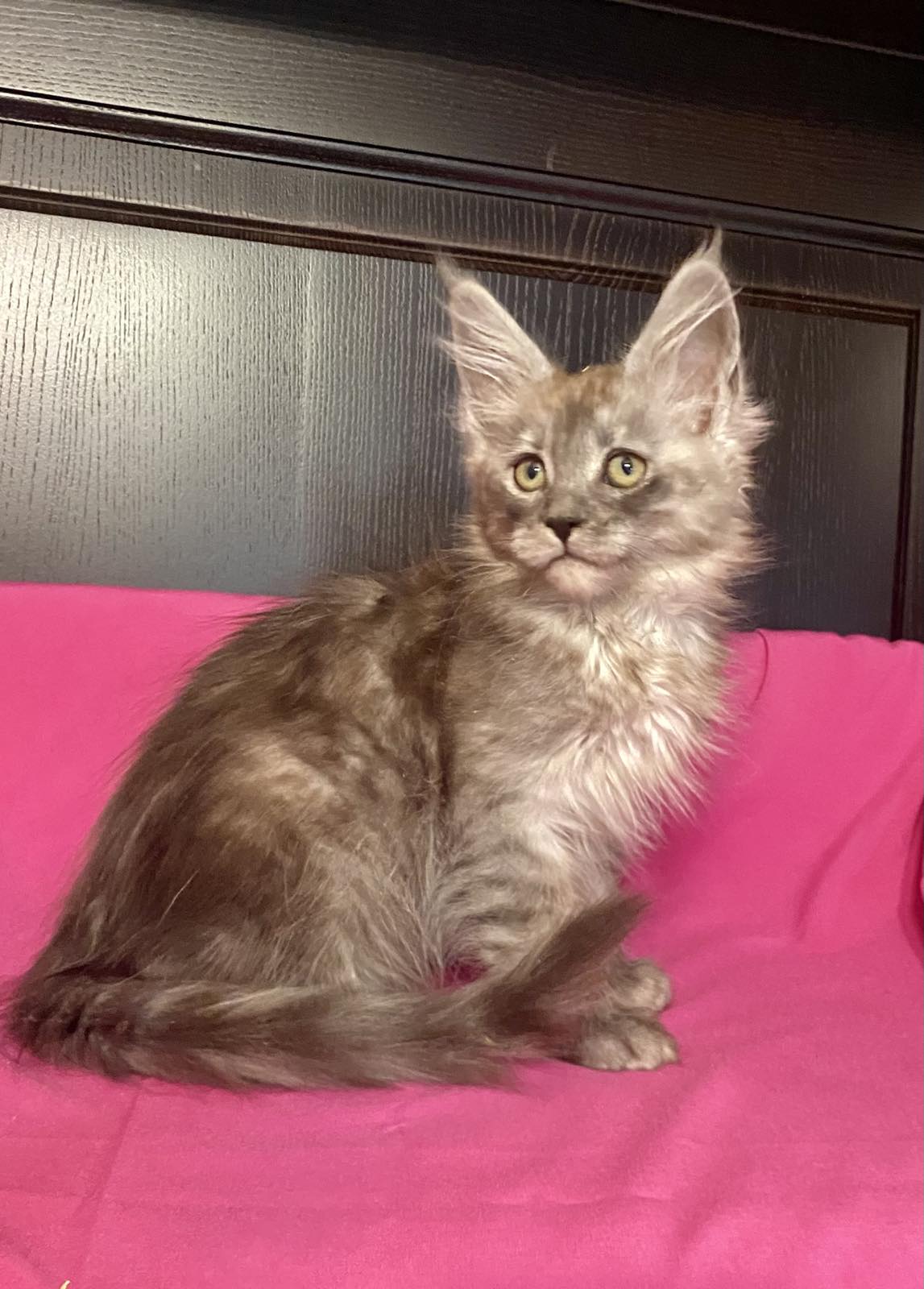 maine coon kitten Virginia