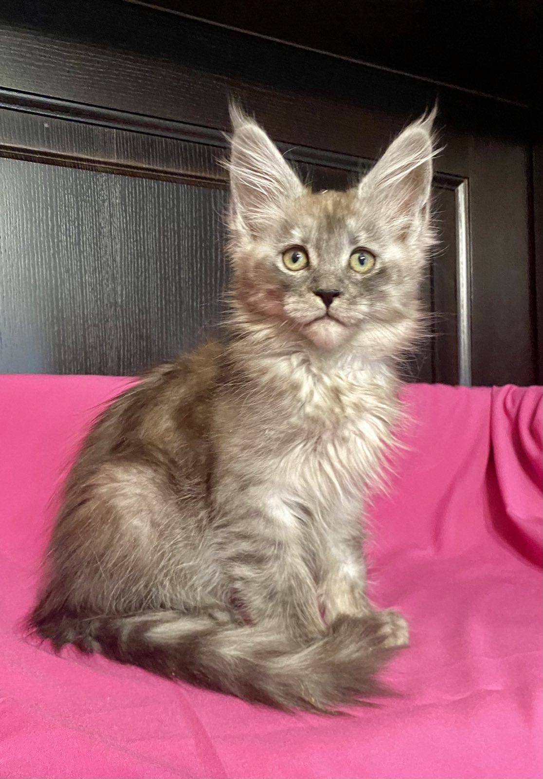 maine coon kitten Virginia