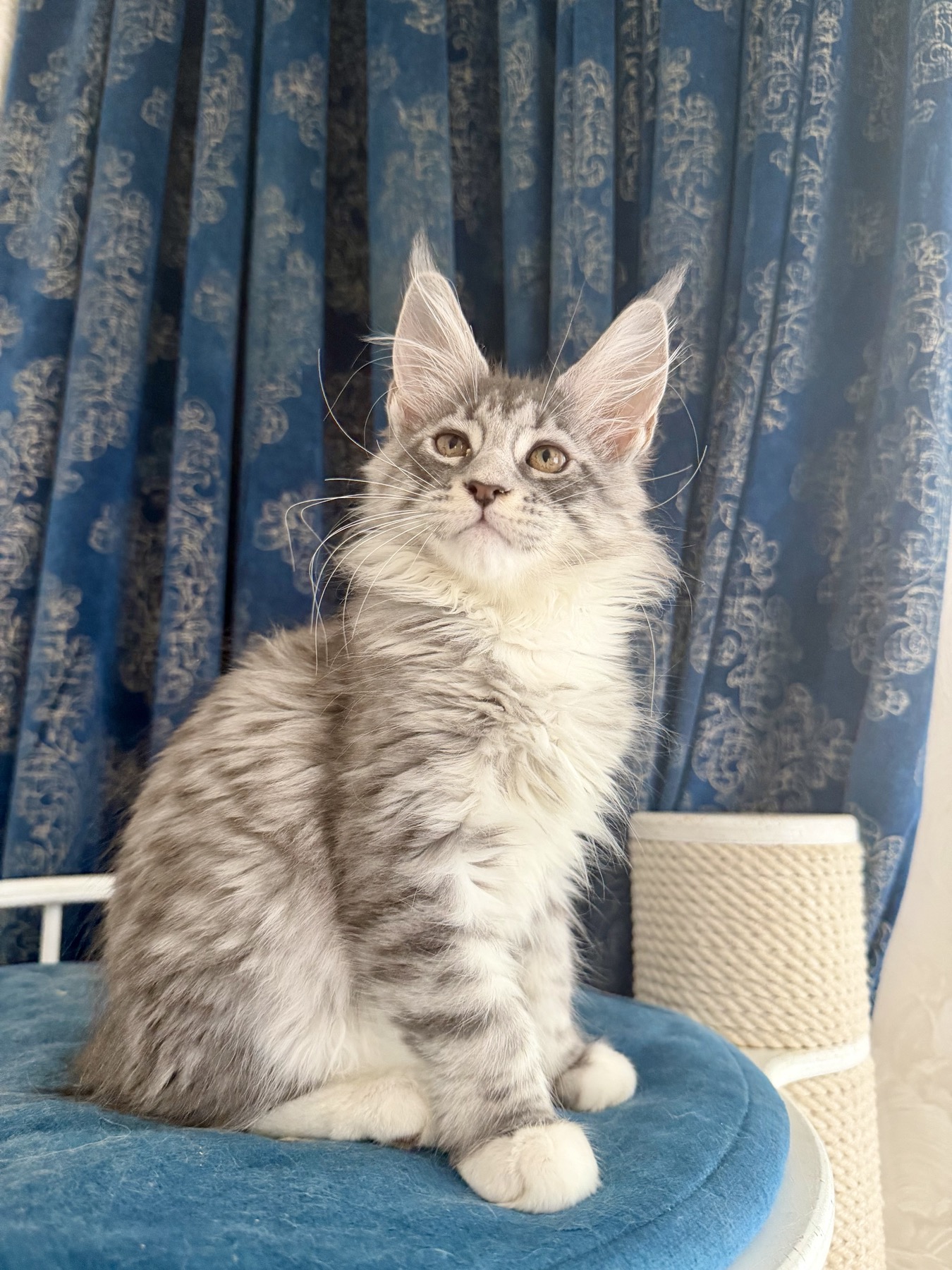 maine coon kitten silver and white