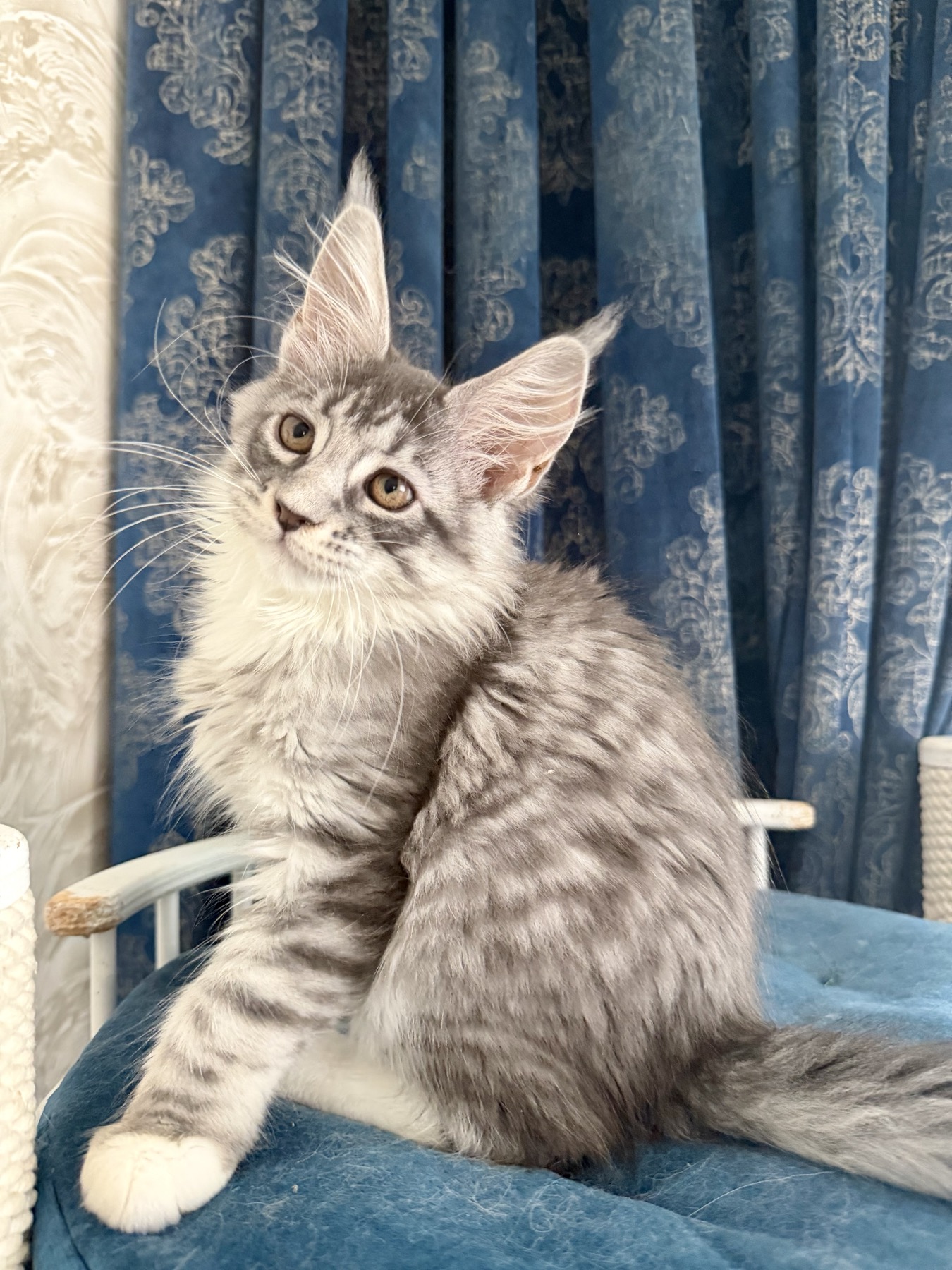Affectionate maine coon